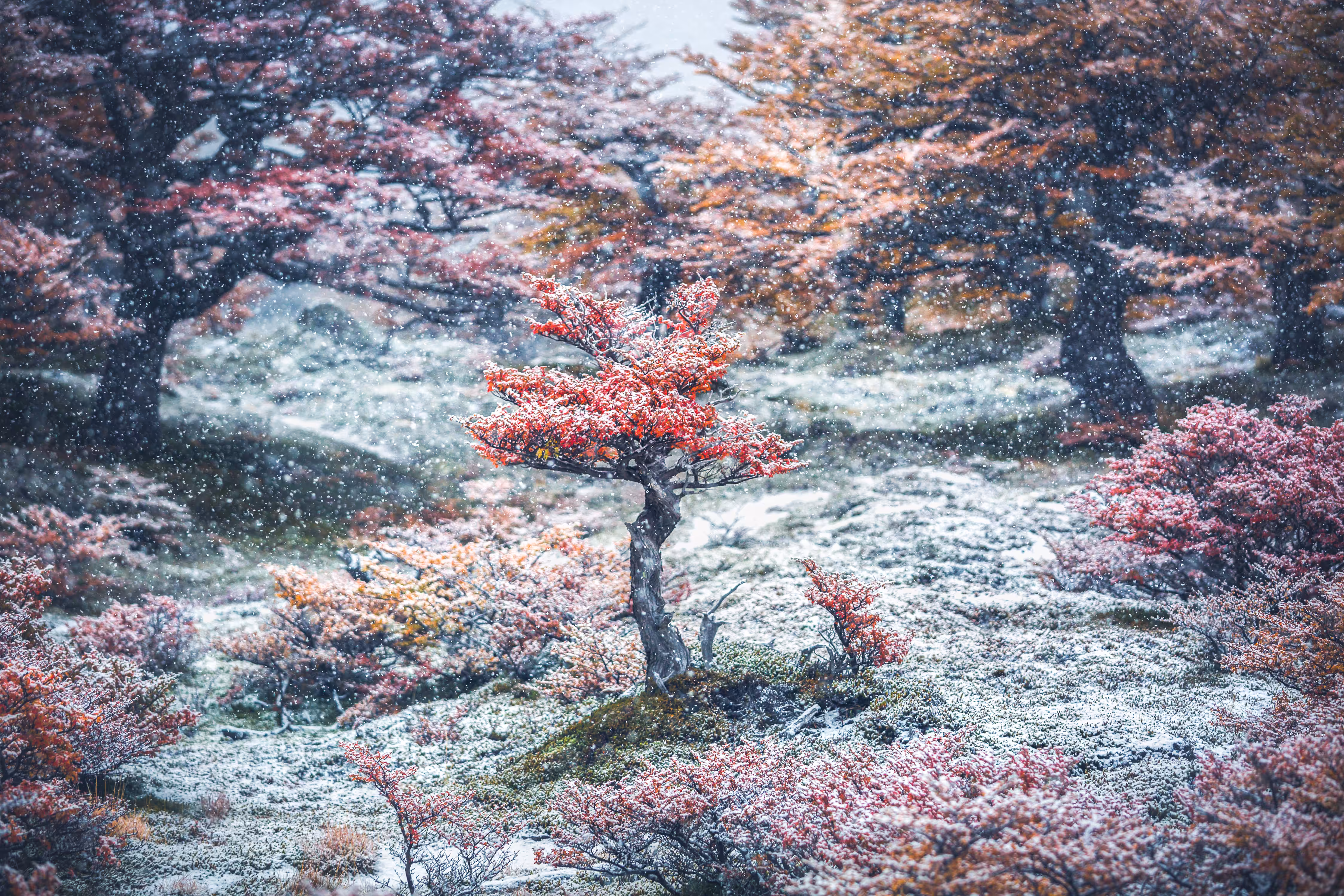 Secret Garden