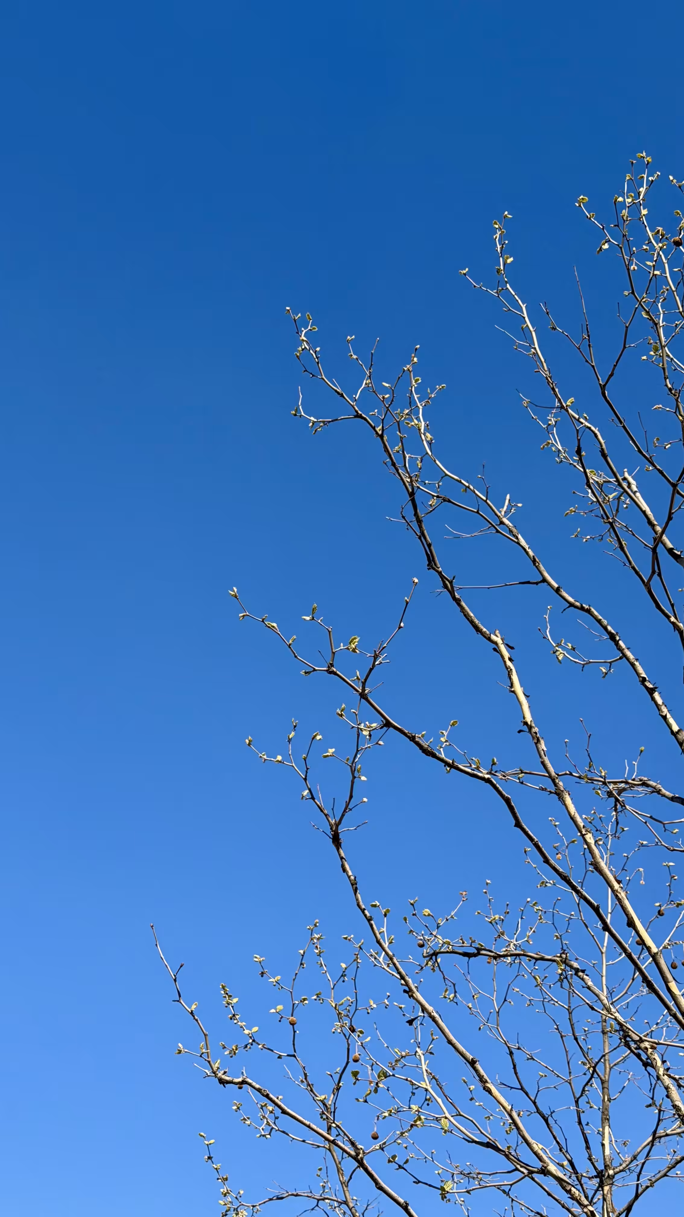 Blue sky 