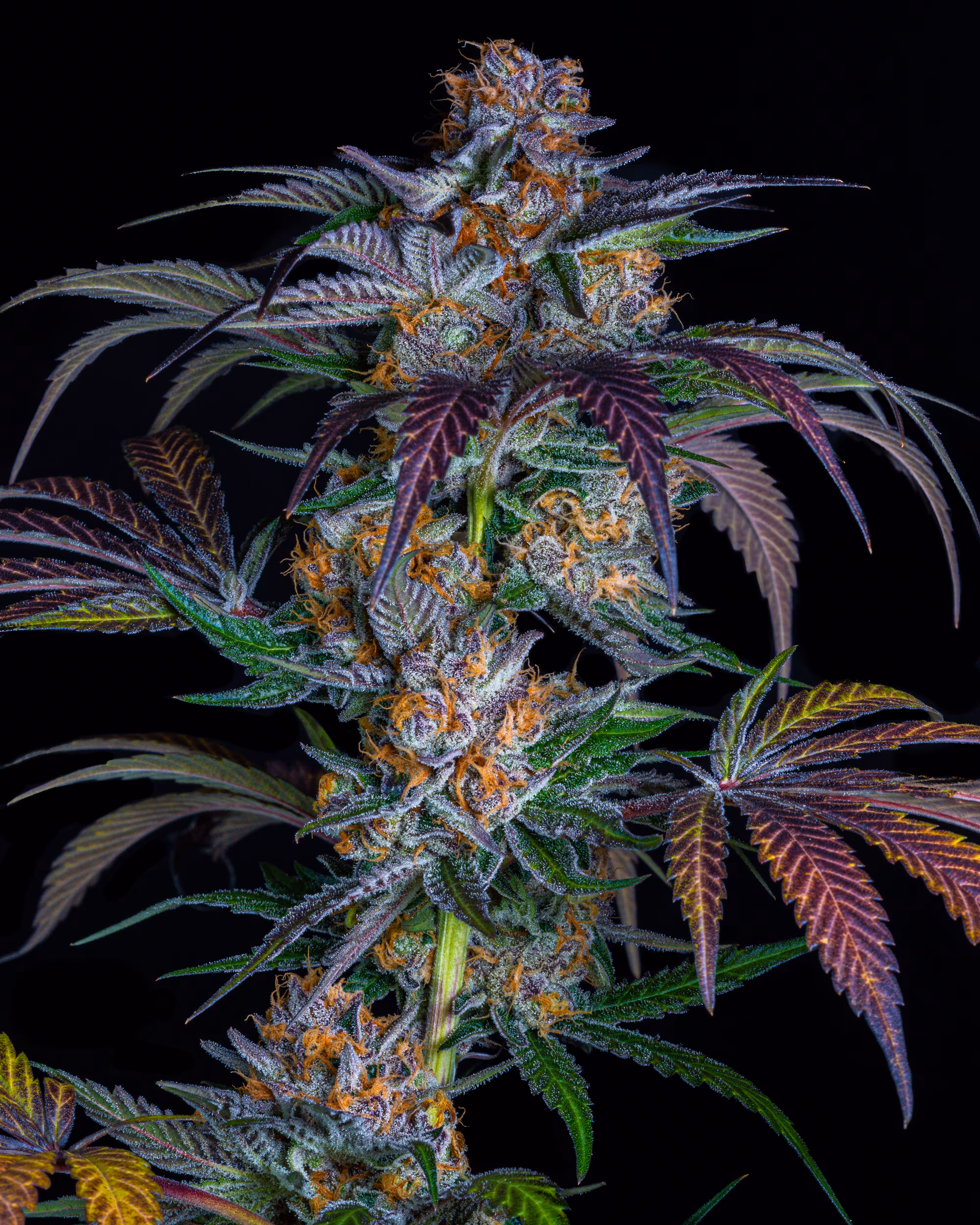 Super Skunk