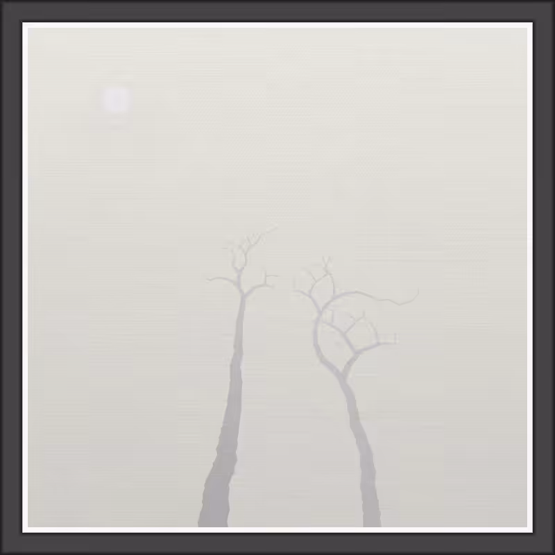 The Foggy Trees #34