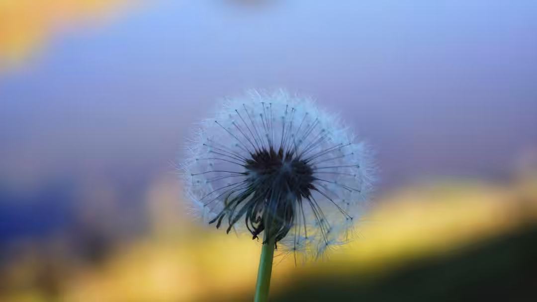 Day dreams