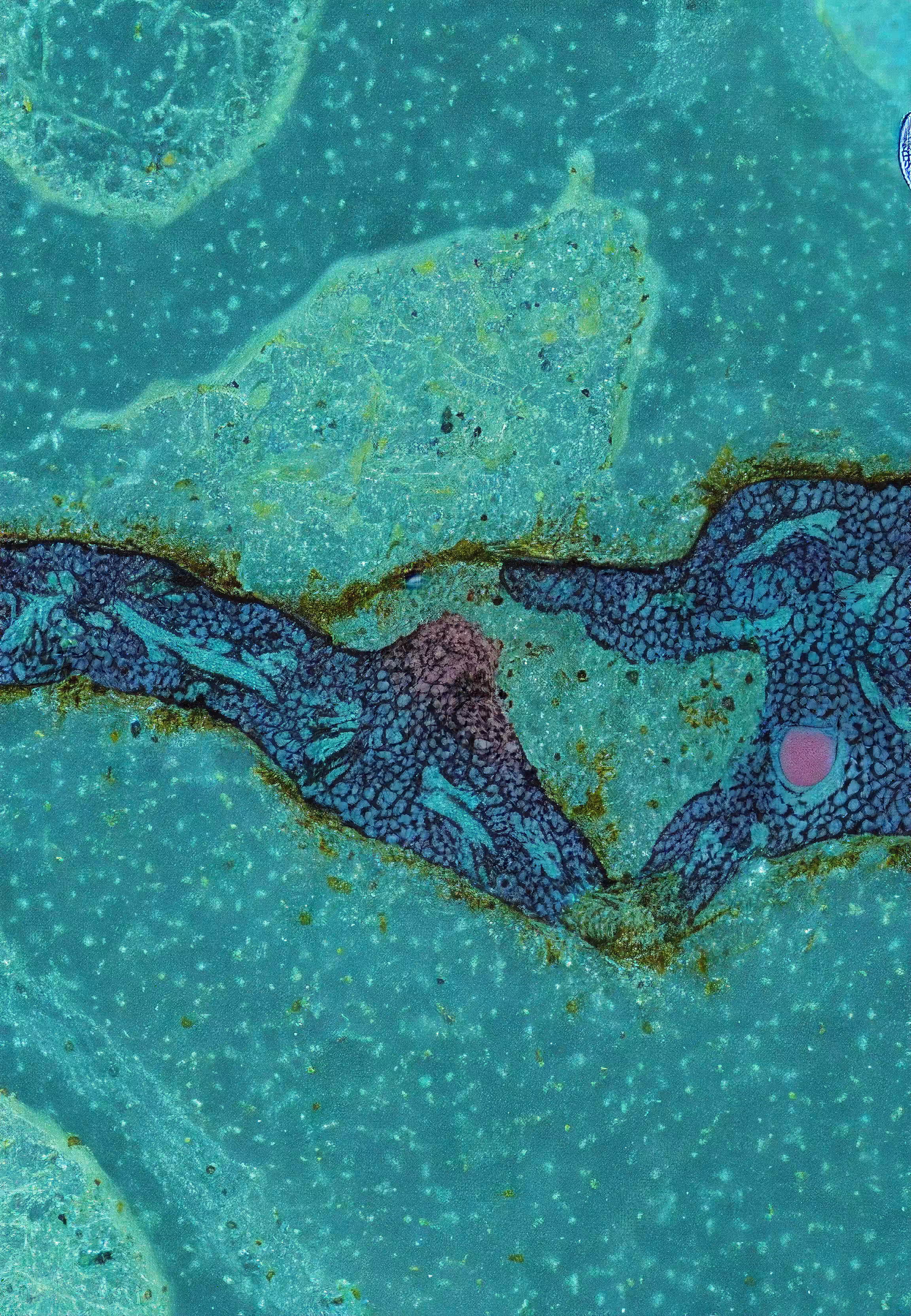Histologia In Silico #109