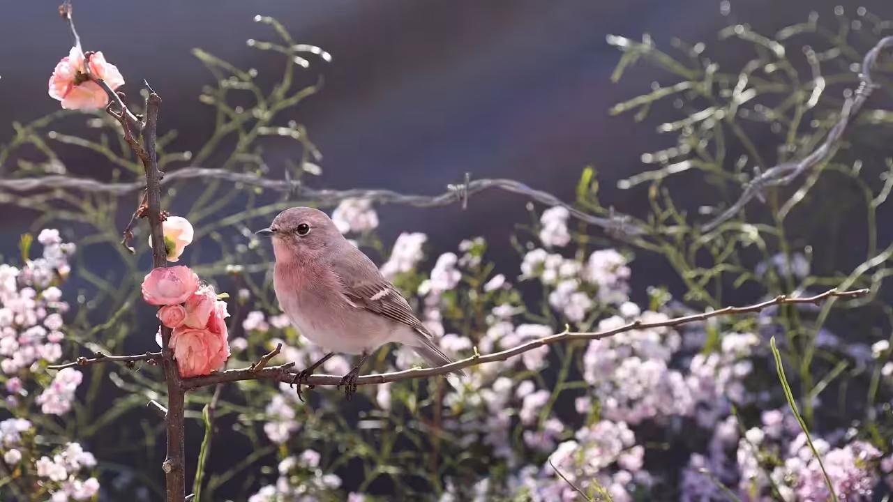 Birds Observations: Ann, The Last Light