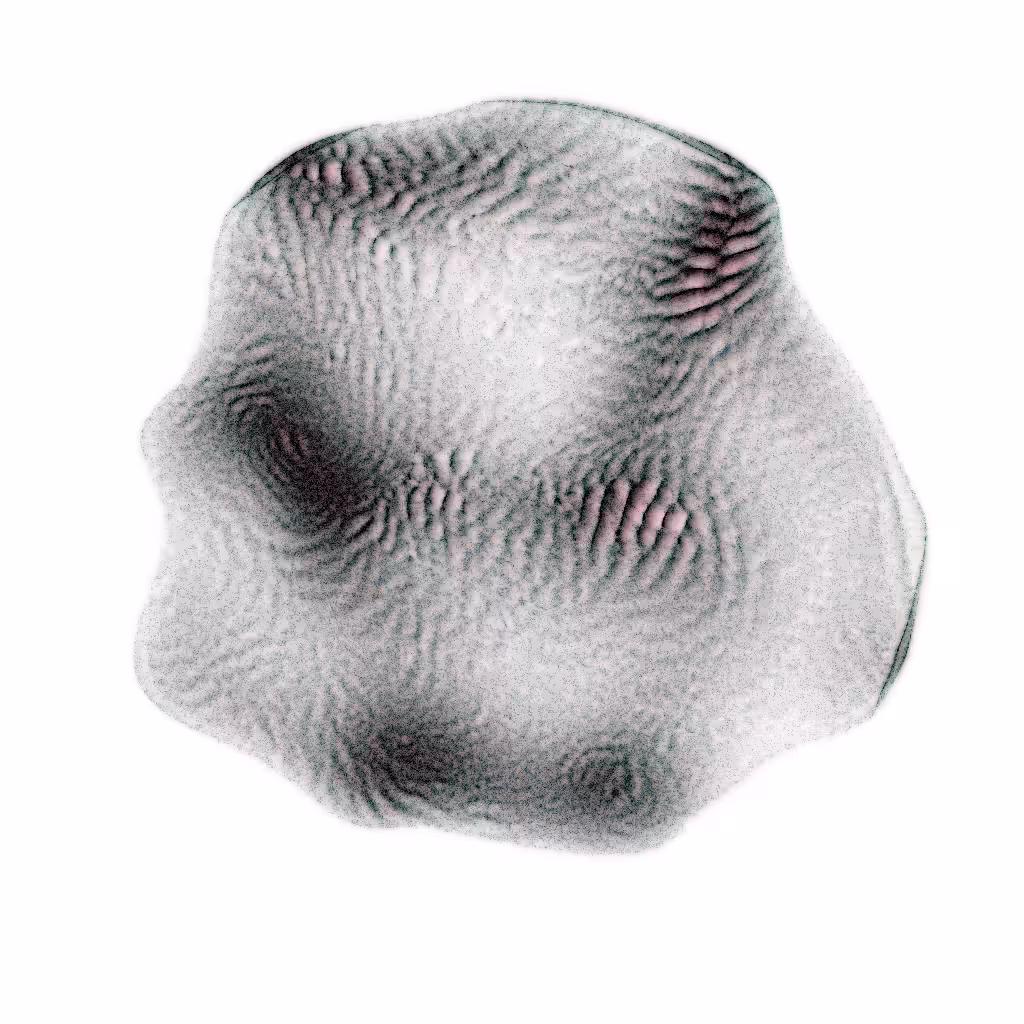 PETRI #123