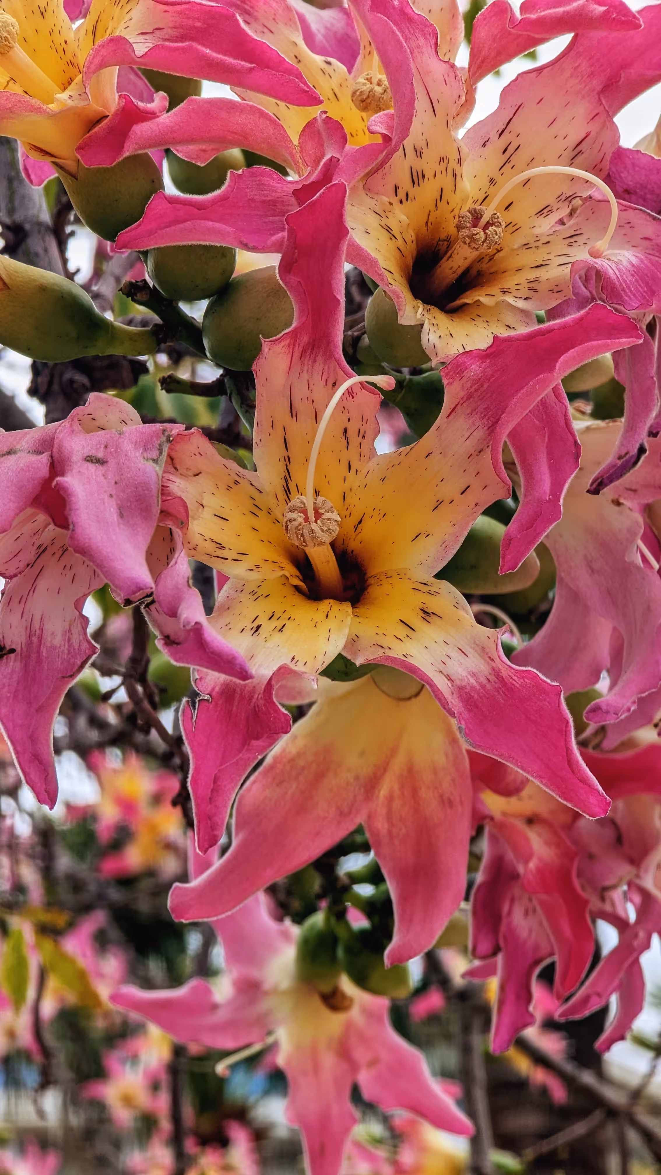 Ceiba