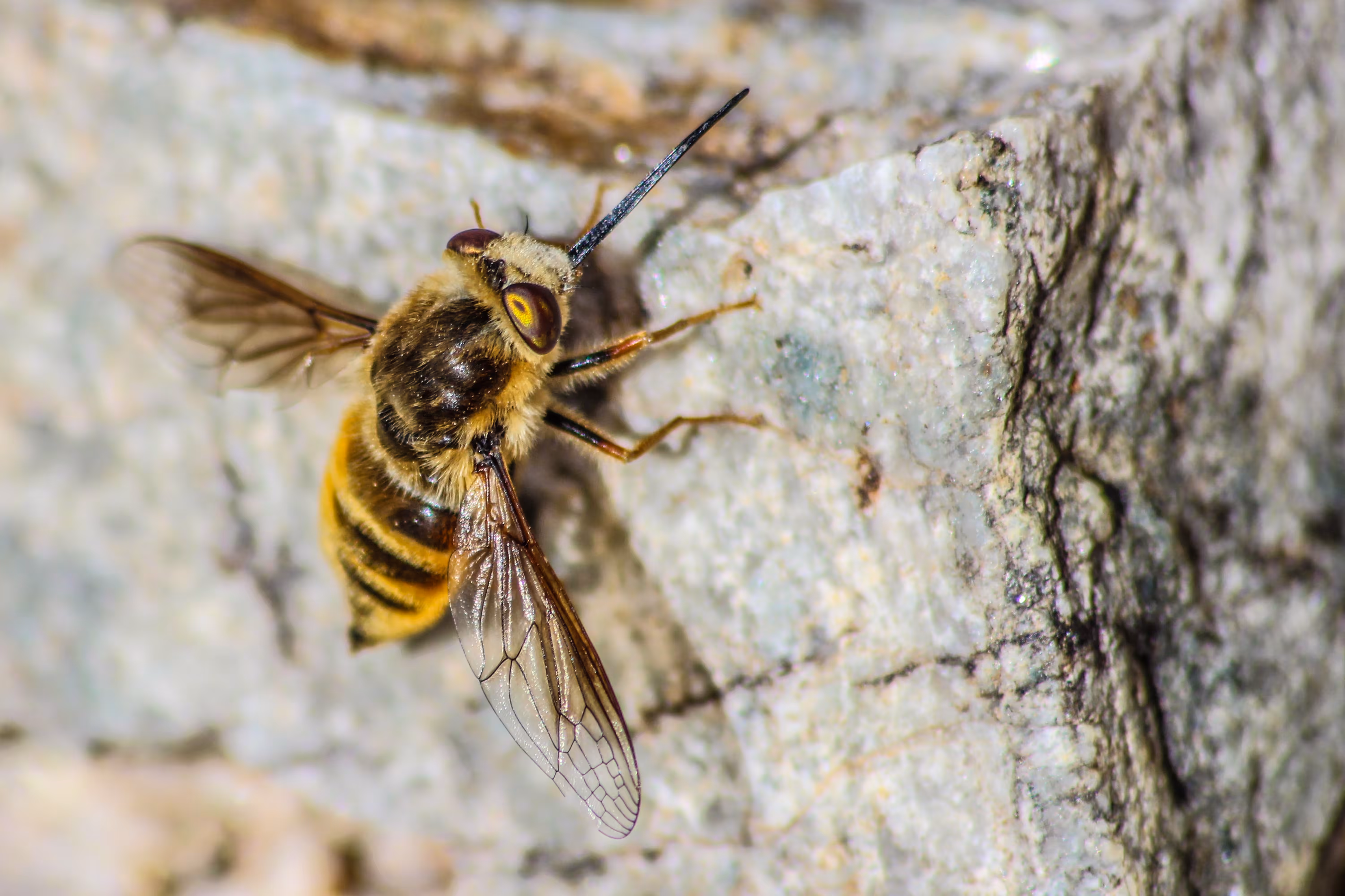 Bee-Fly