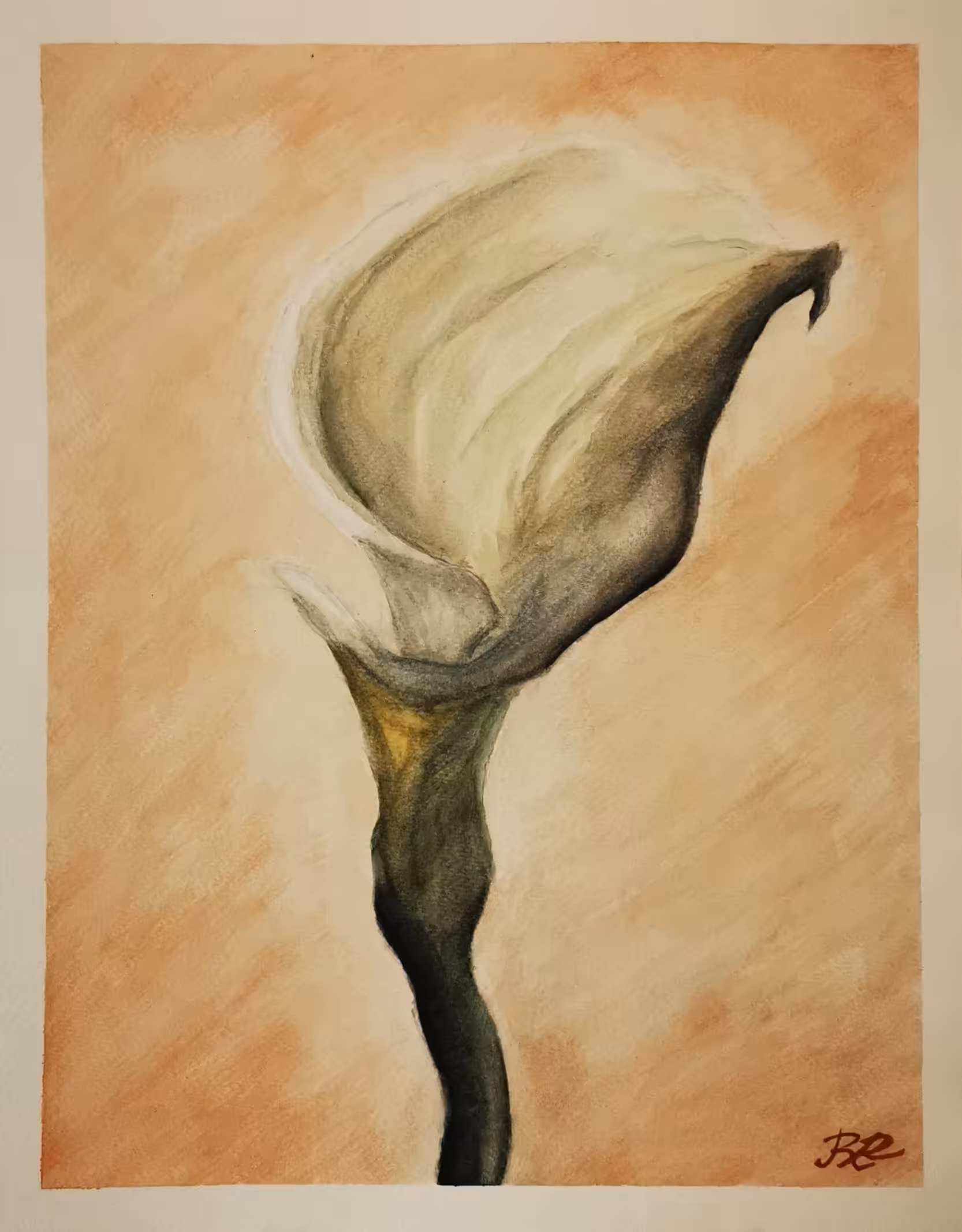 "Just a simple Calla Lily"