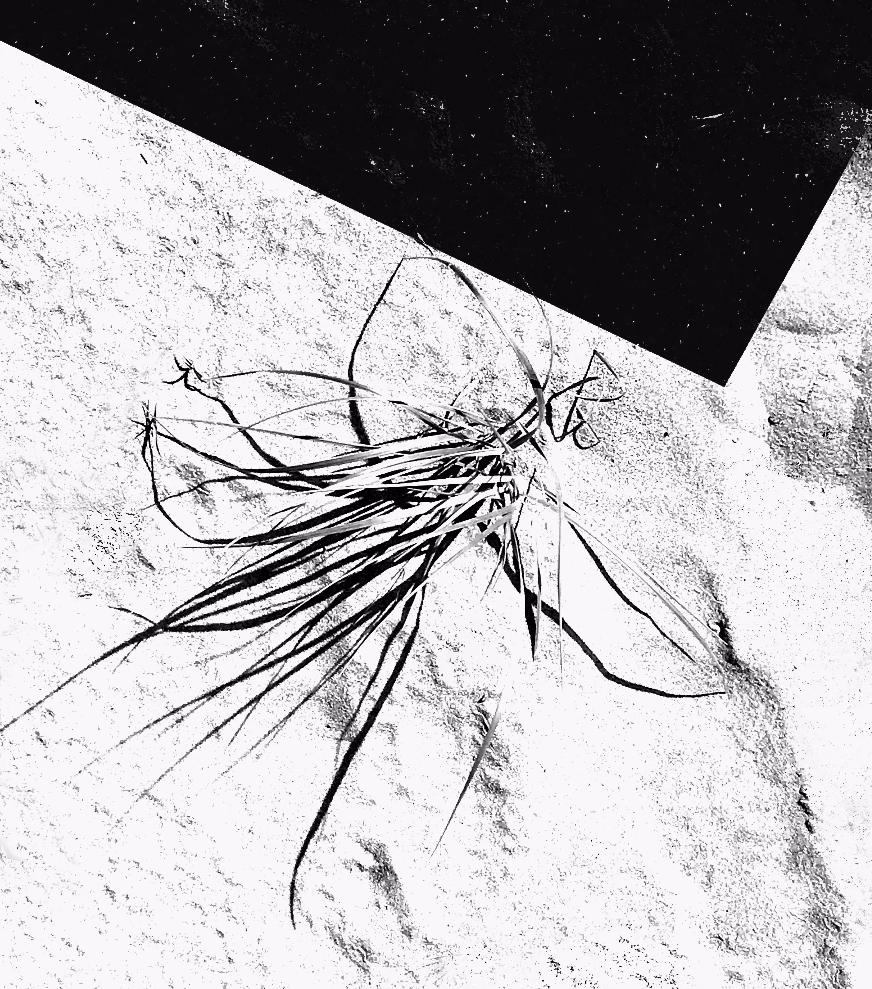 Grass 02