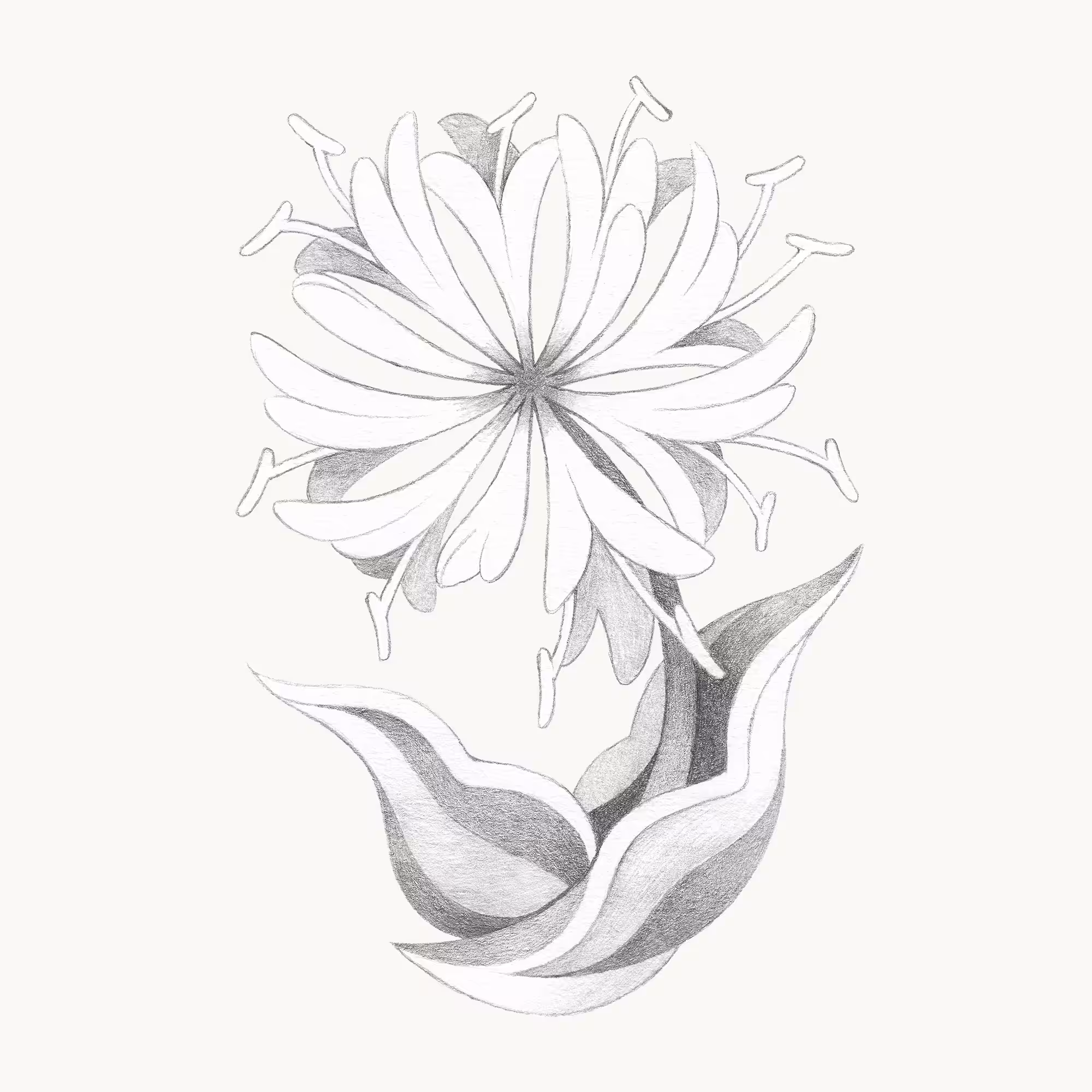 Honeysuckle
