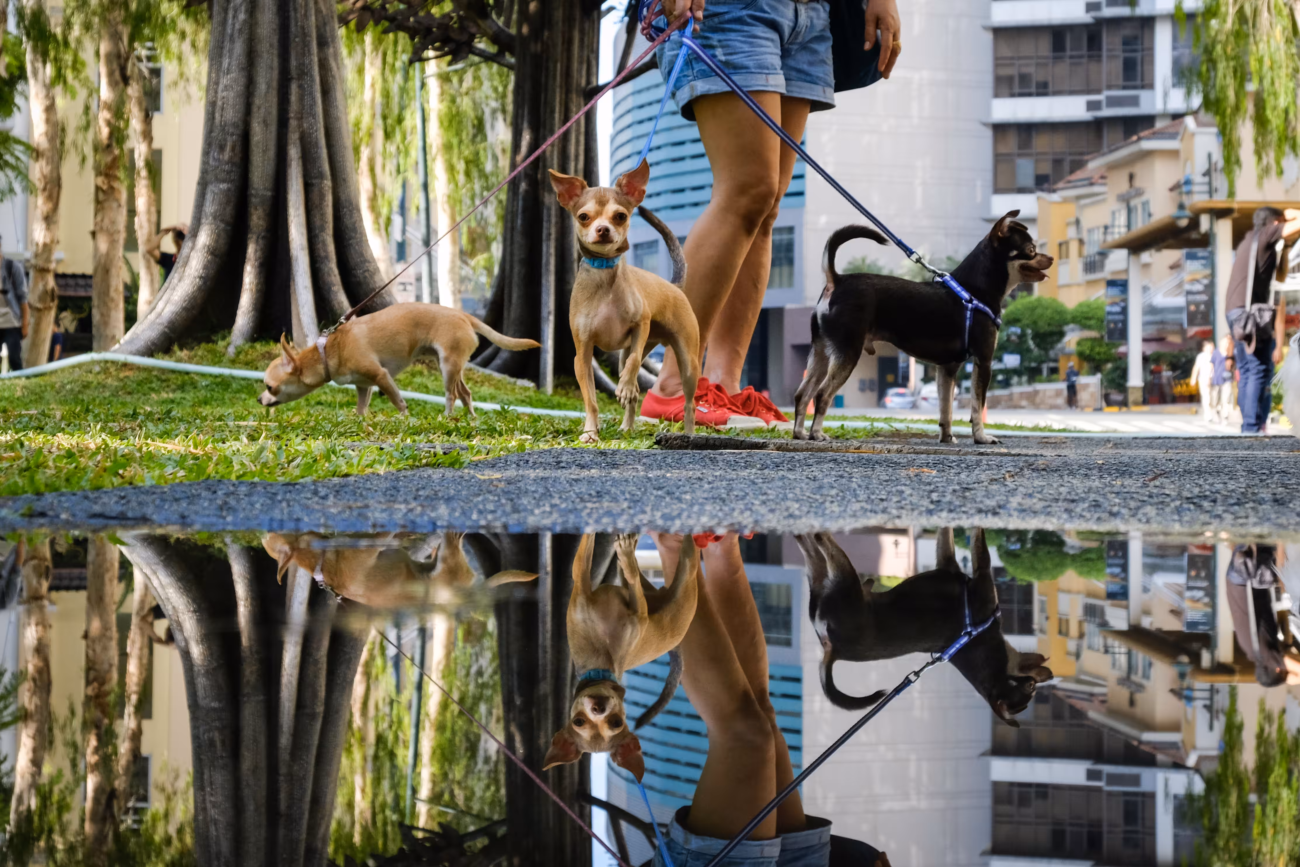 Reflections Of Companionship
