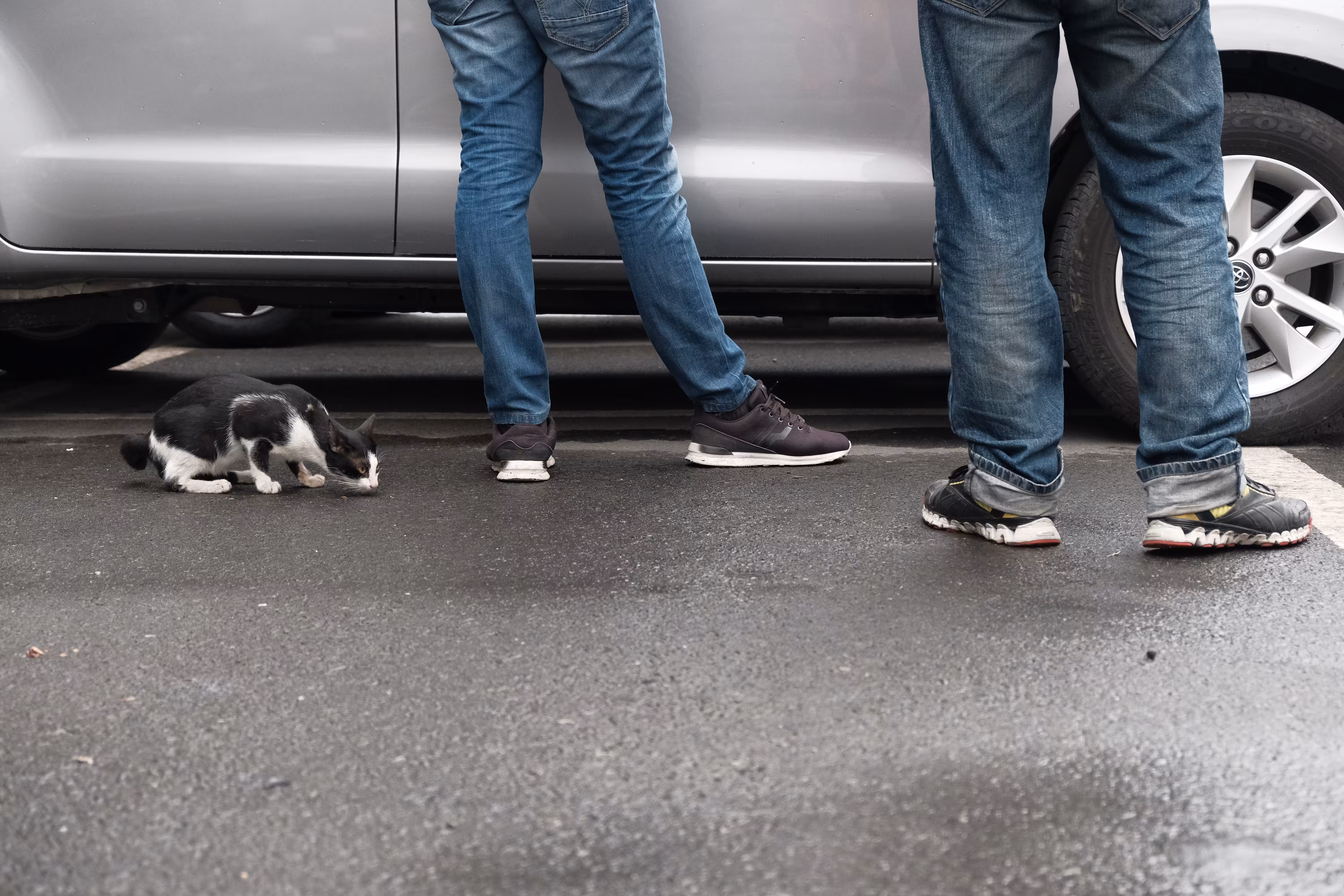 The Story from The Streets: Confused Cat