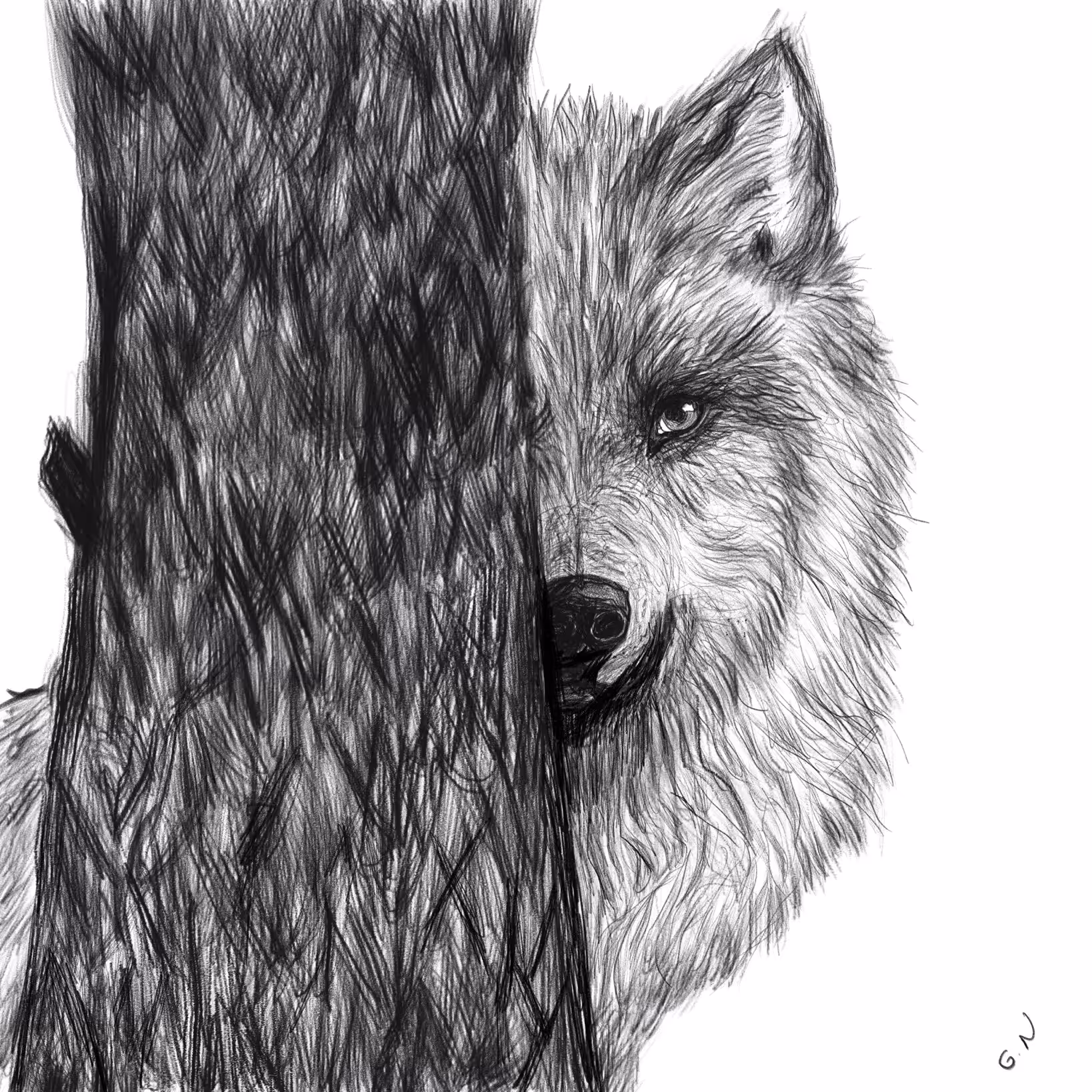 wolf