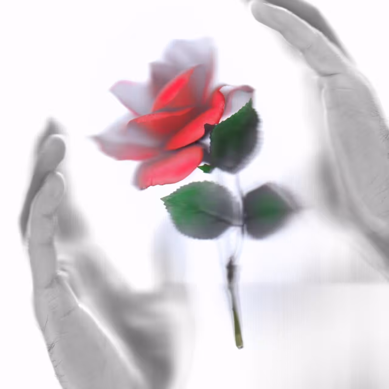 RED ROSE