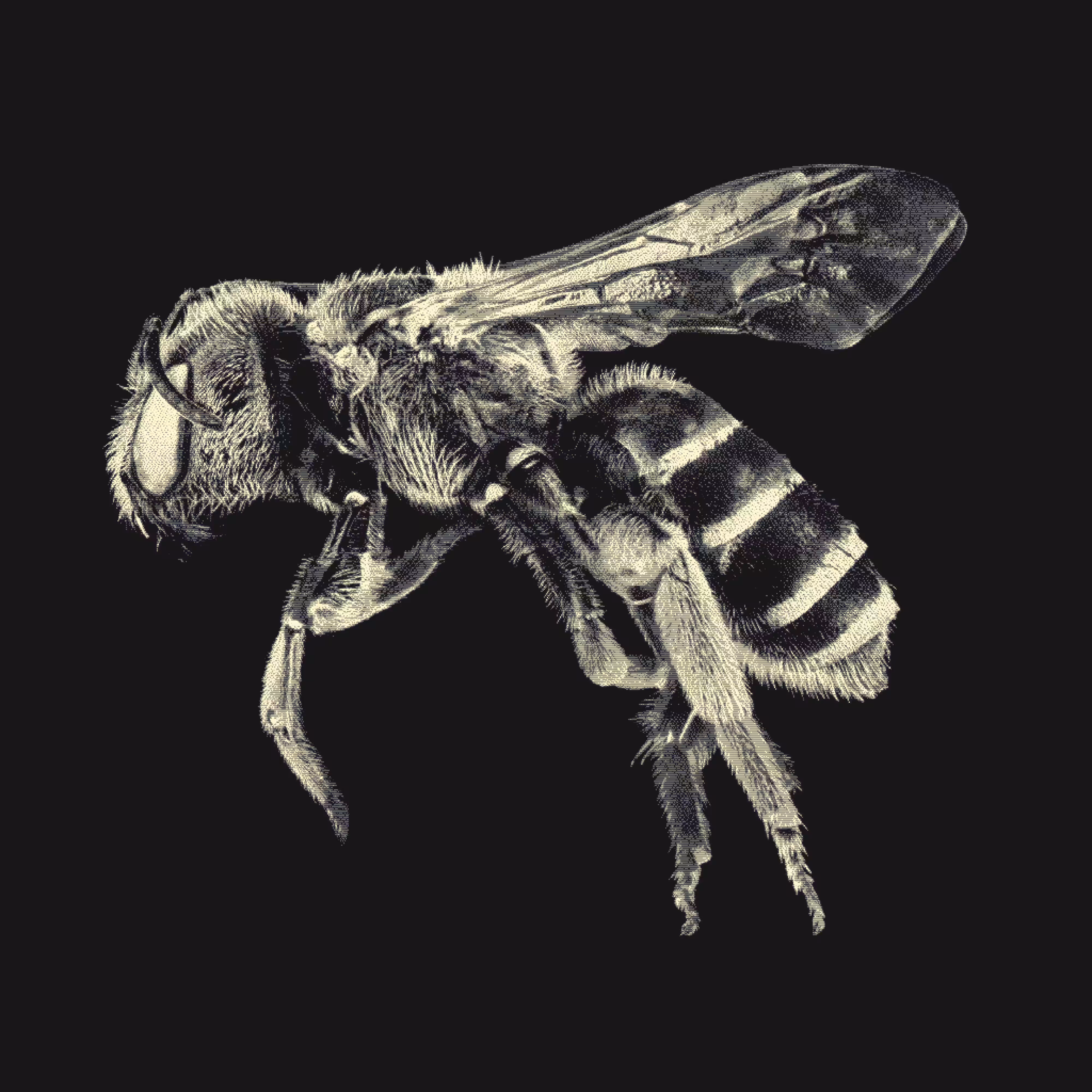 Insecta II