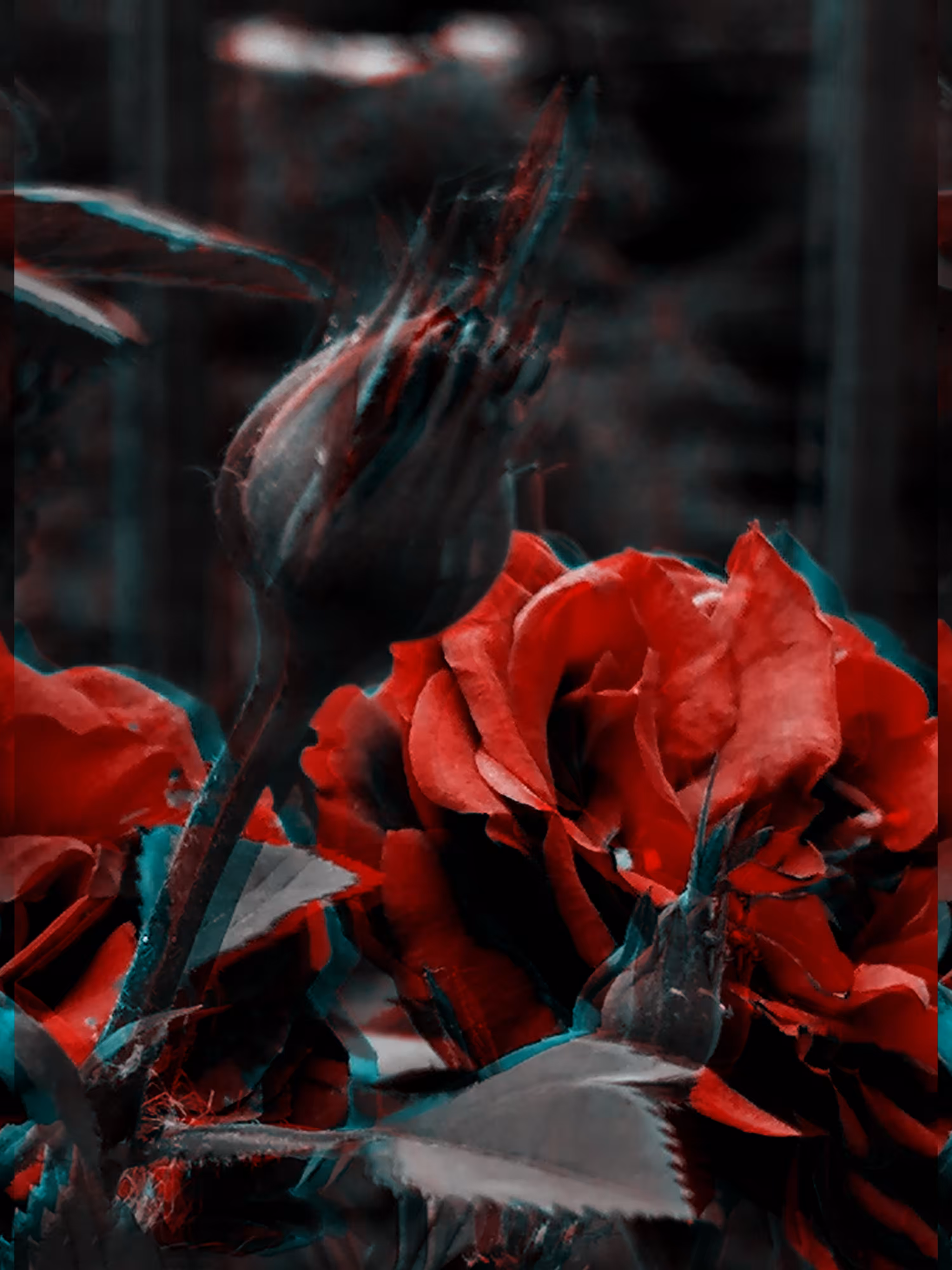Wild Rose 