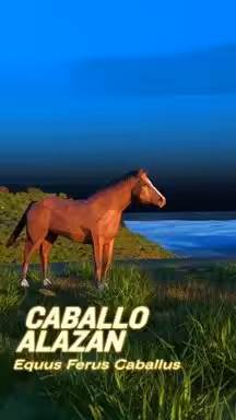 09- Caballo alazán / Equus ferus caballus
