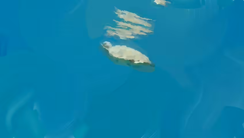 Sea turtle