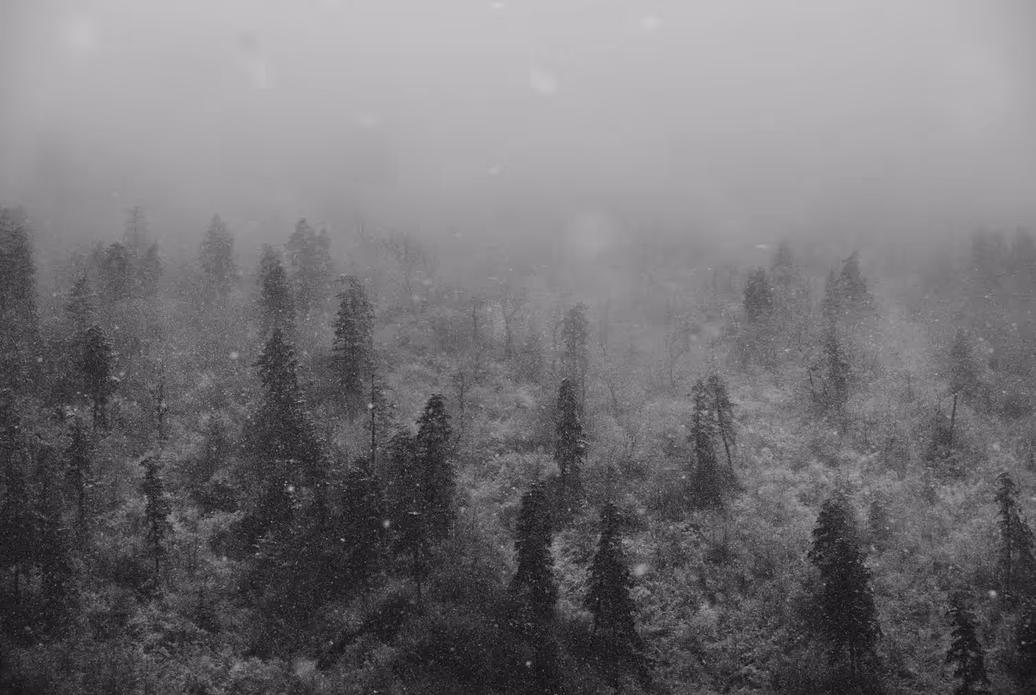 Song of the Forest