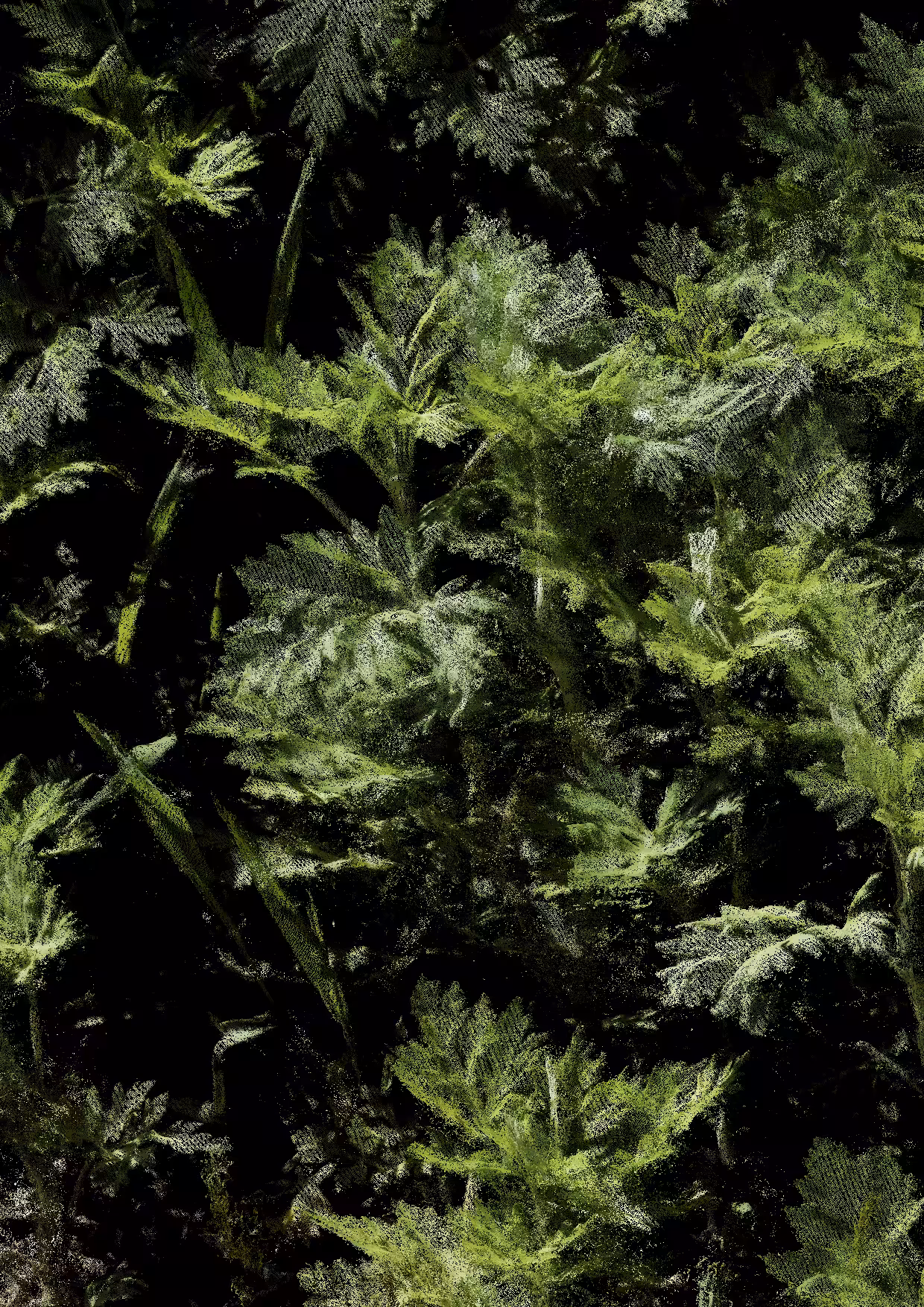 Overgrowth 0288