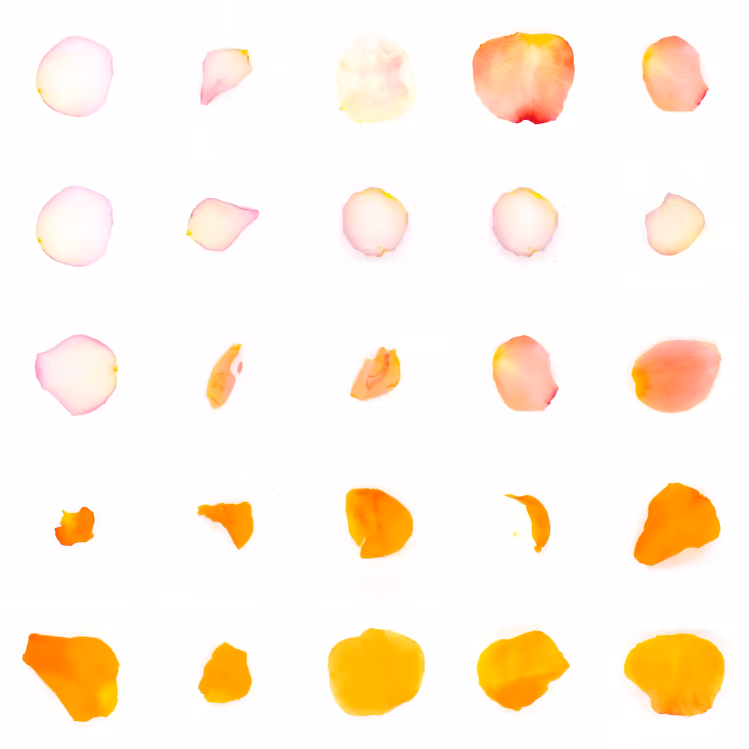 Infinite Petals 5x5#22174