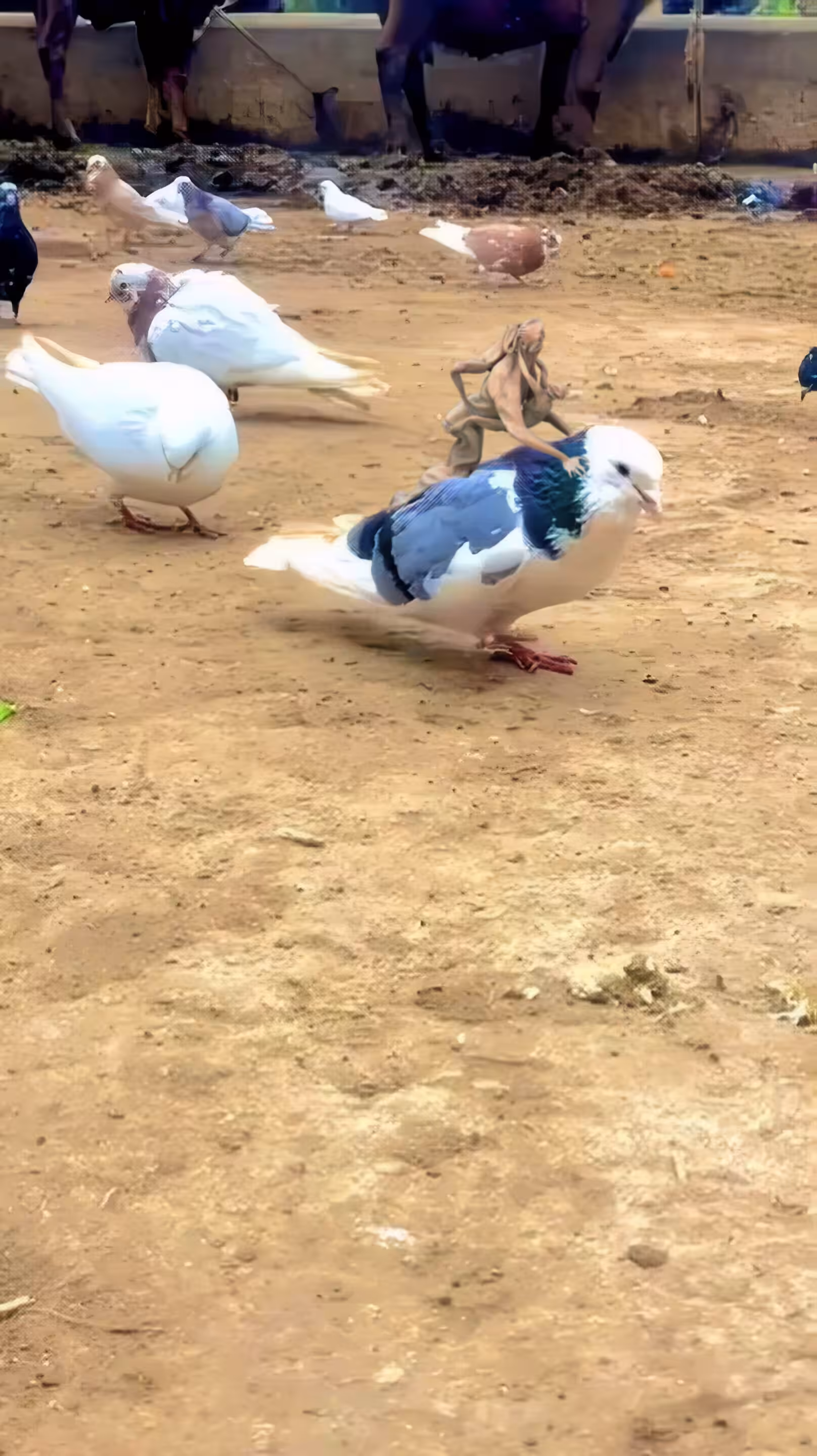 Pigeon