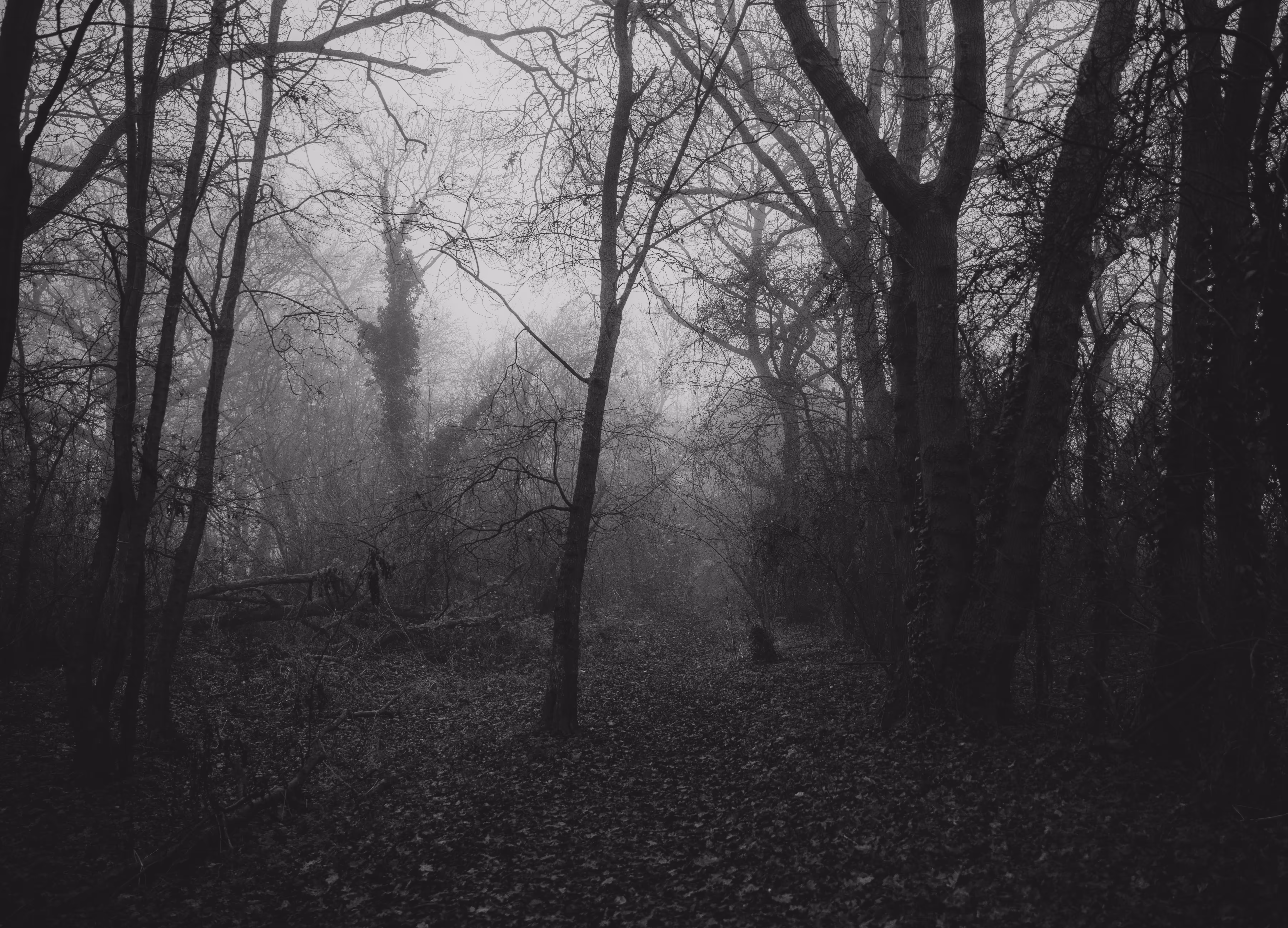 Grey days