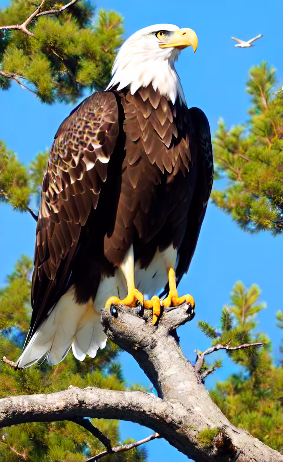 EAGLES -AI