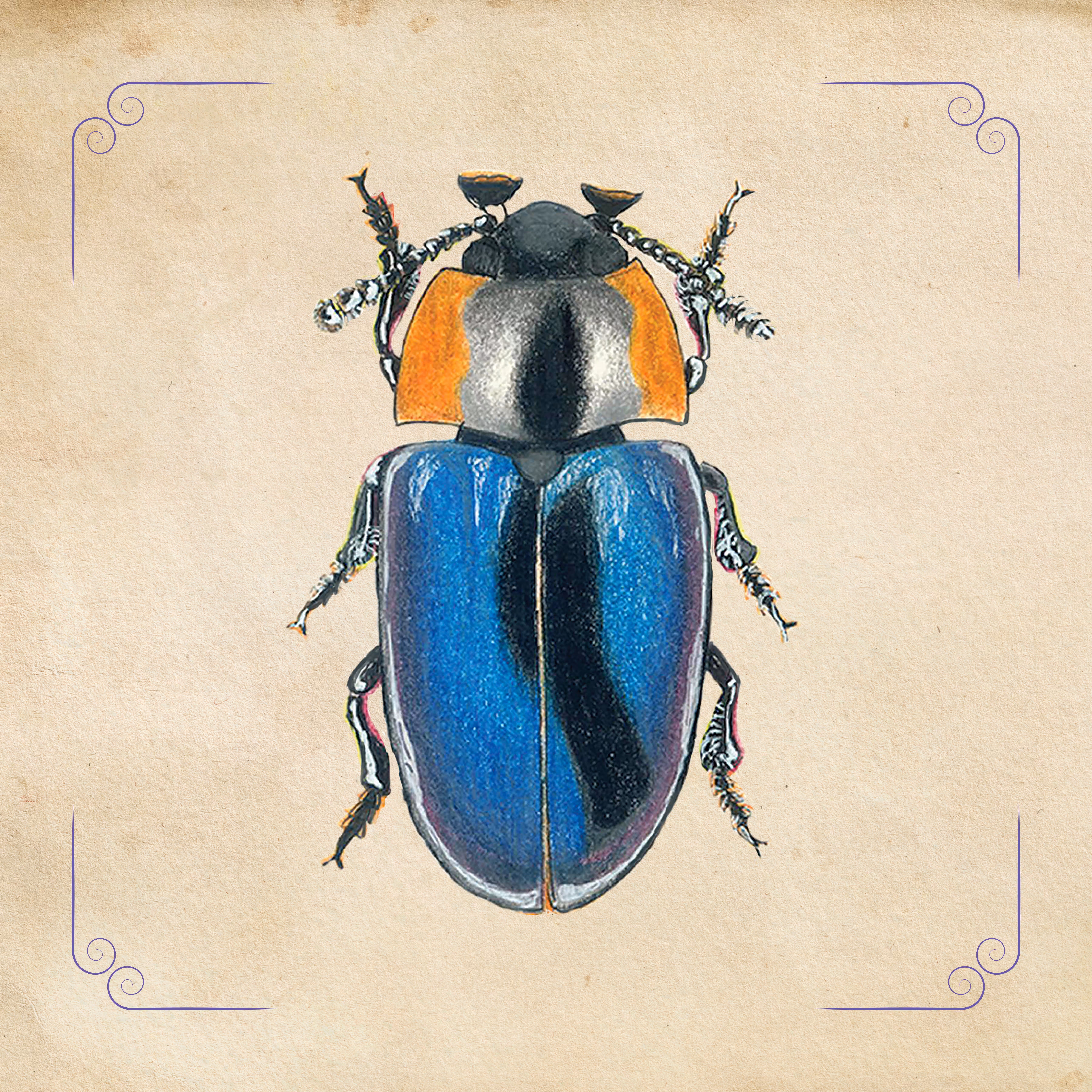 Erotylidae Beetle Family