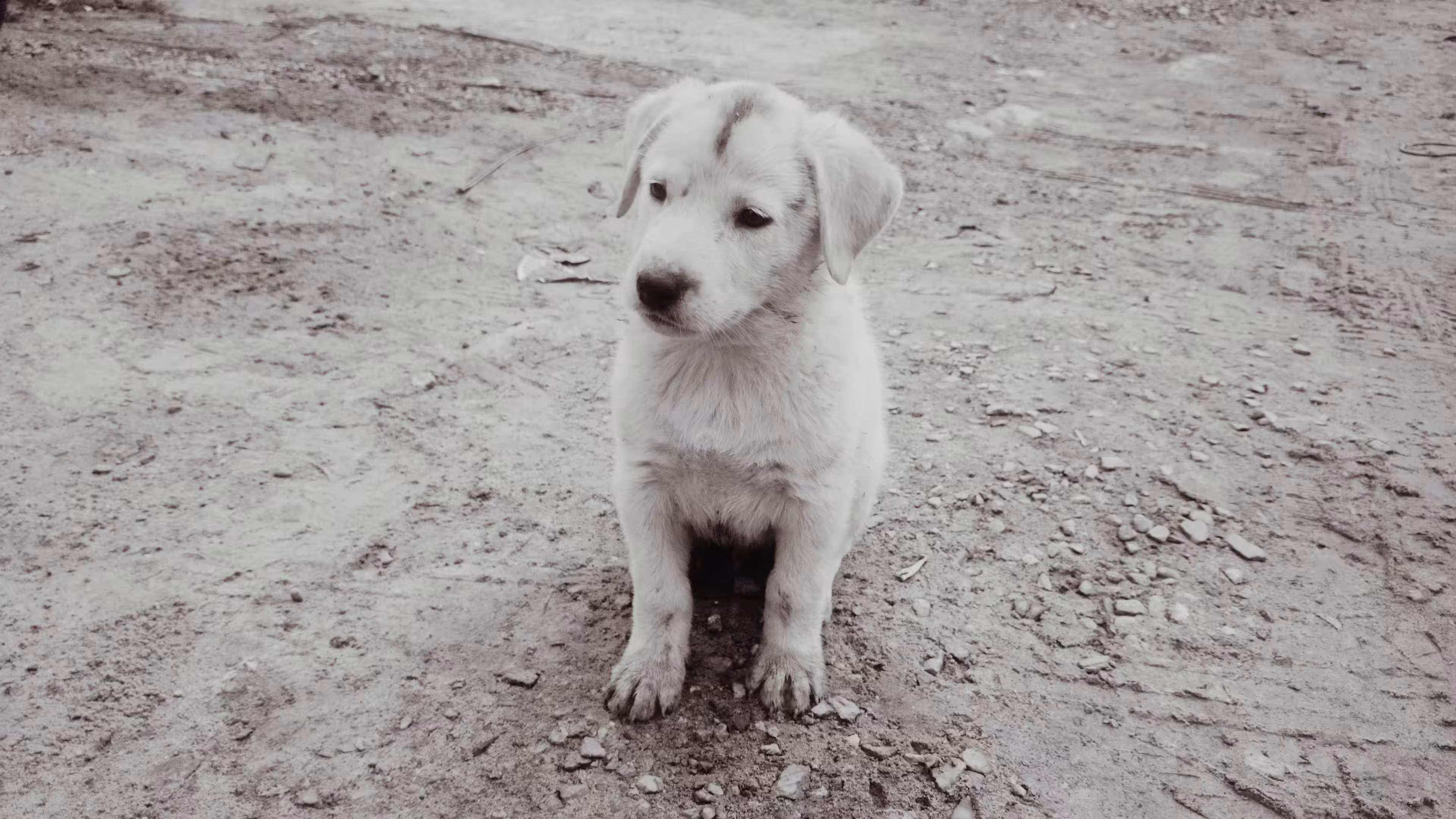 Puppy