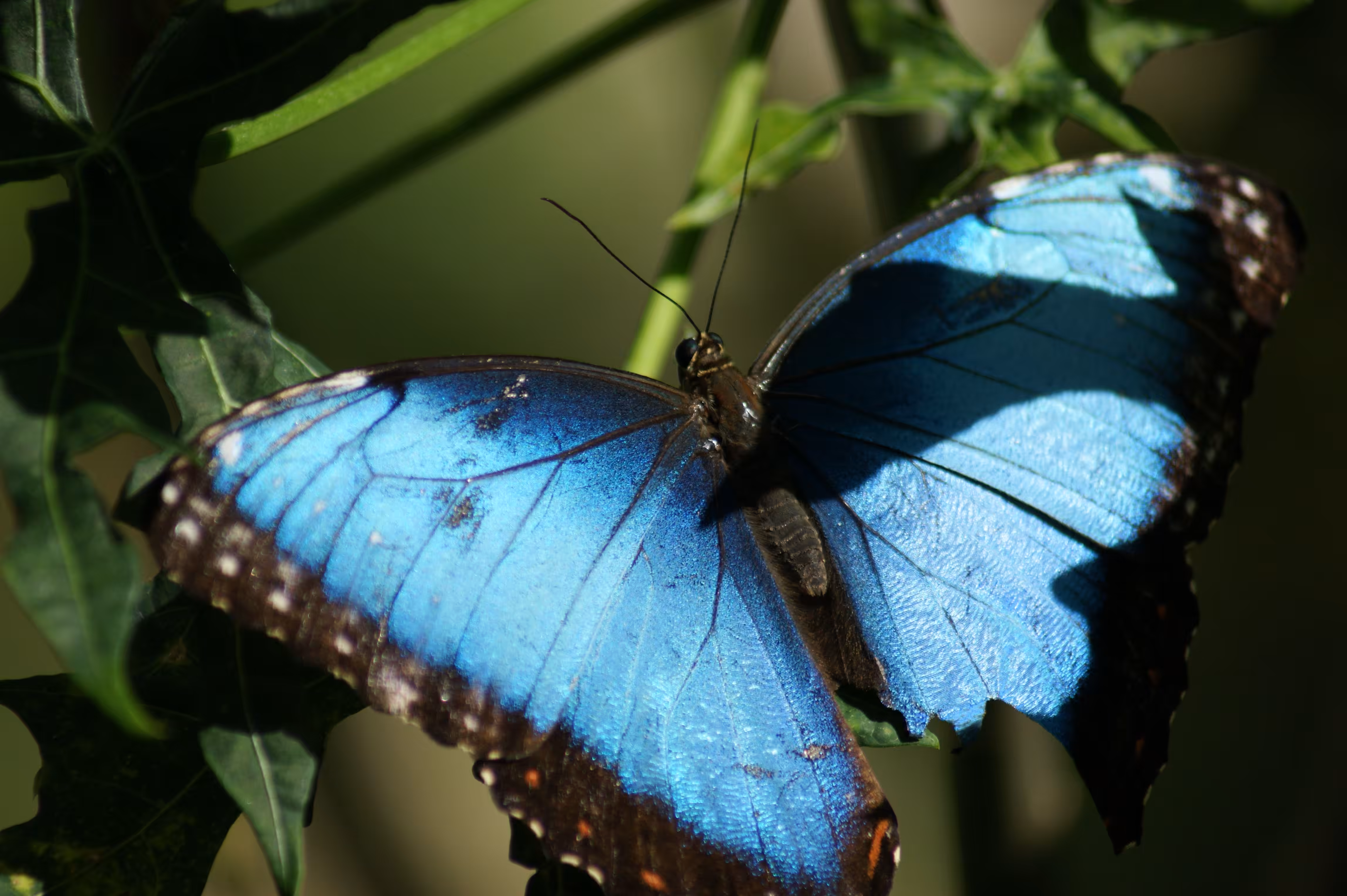 Series 1: Fauna – 001 – Blue Morpho