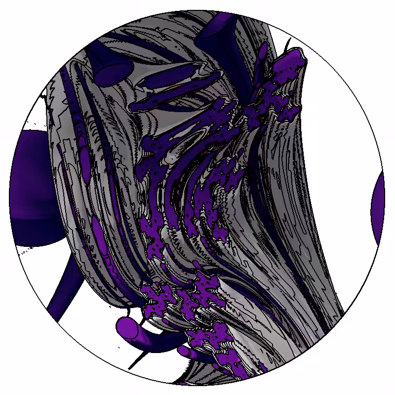 LL21 Anatomy #20
