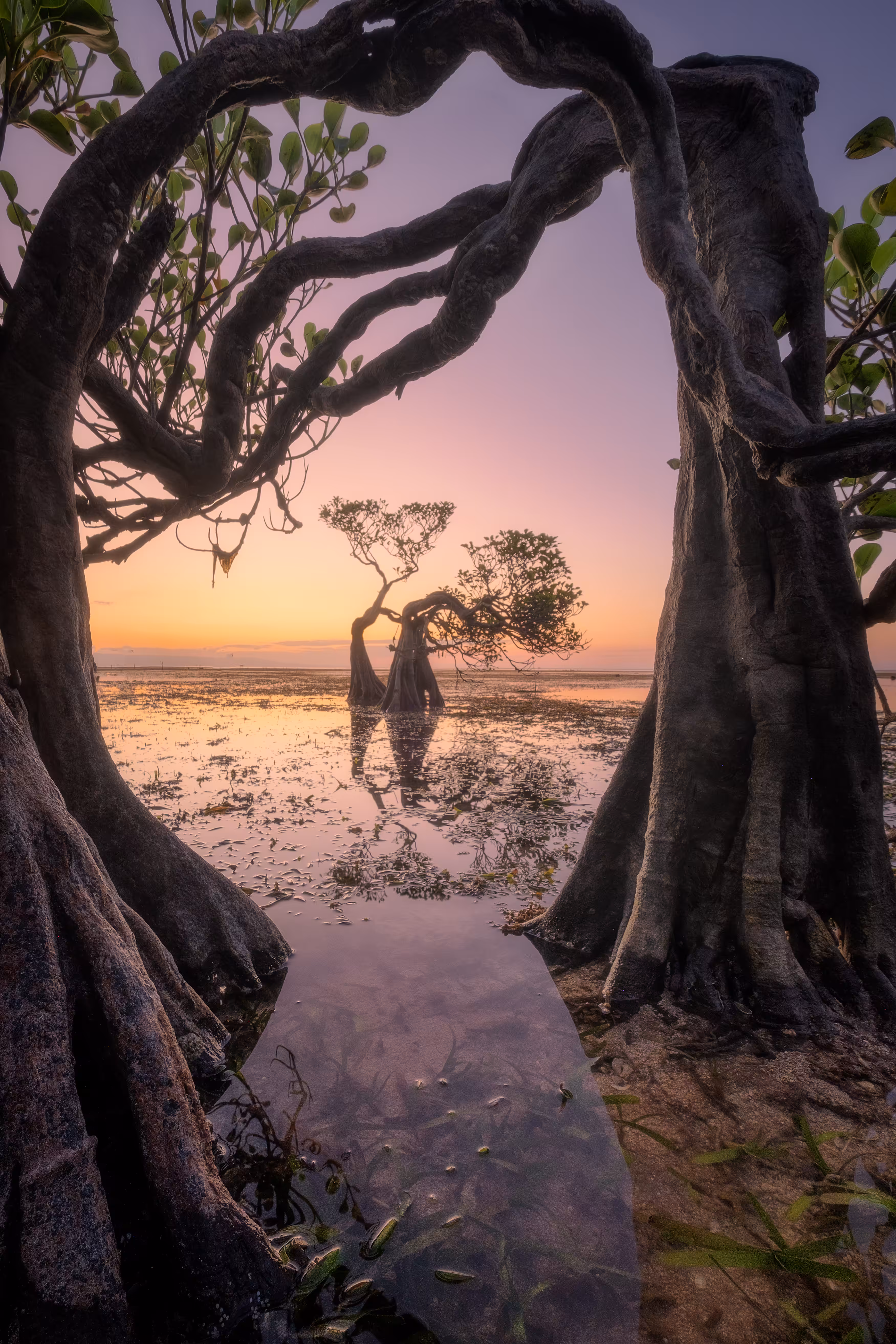 'Dancing Trees - The Lovers' #1