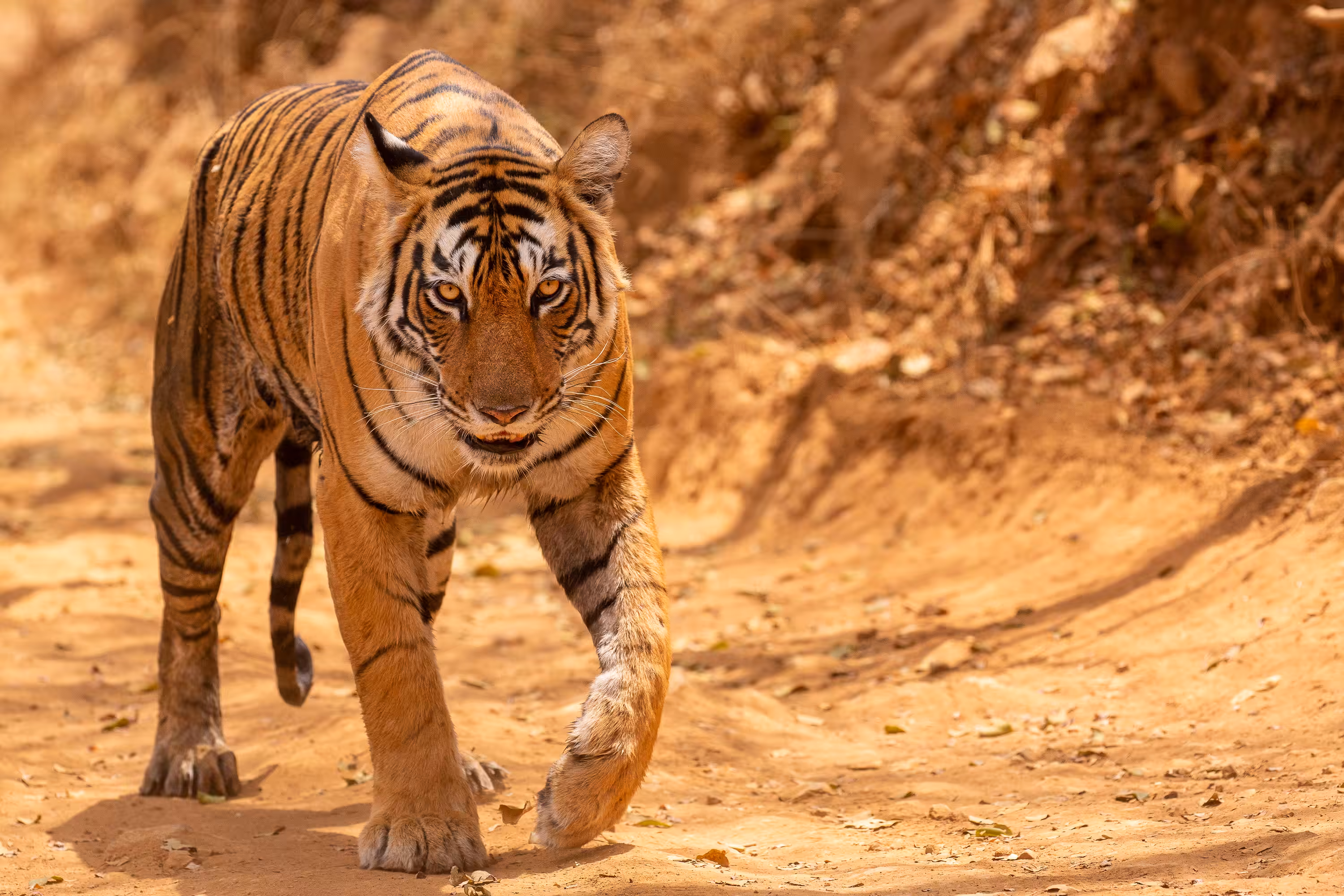 Tiger! Tiger! Image 10