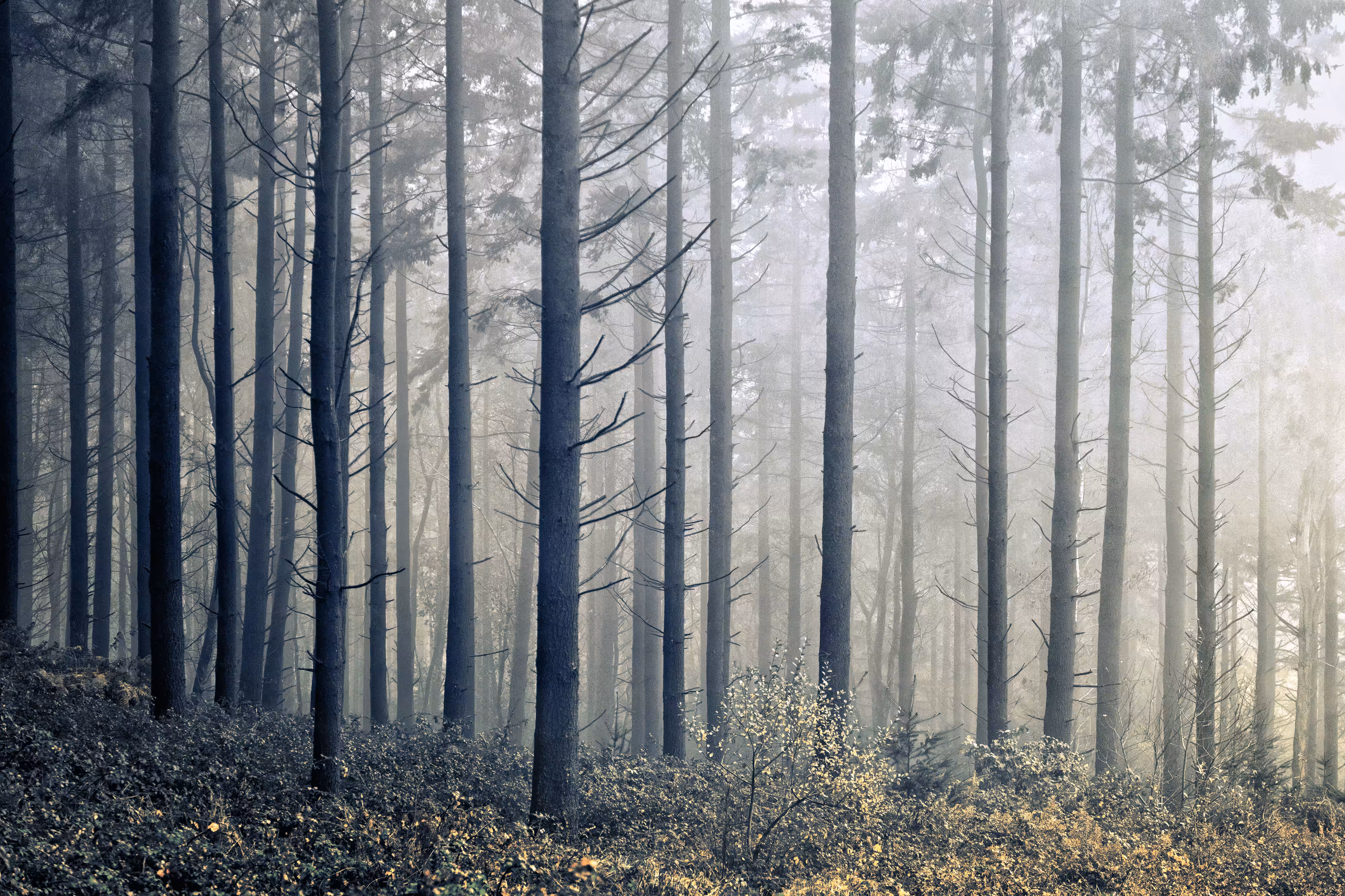 Lost in the Woods