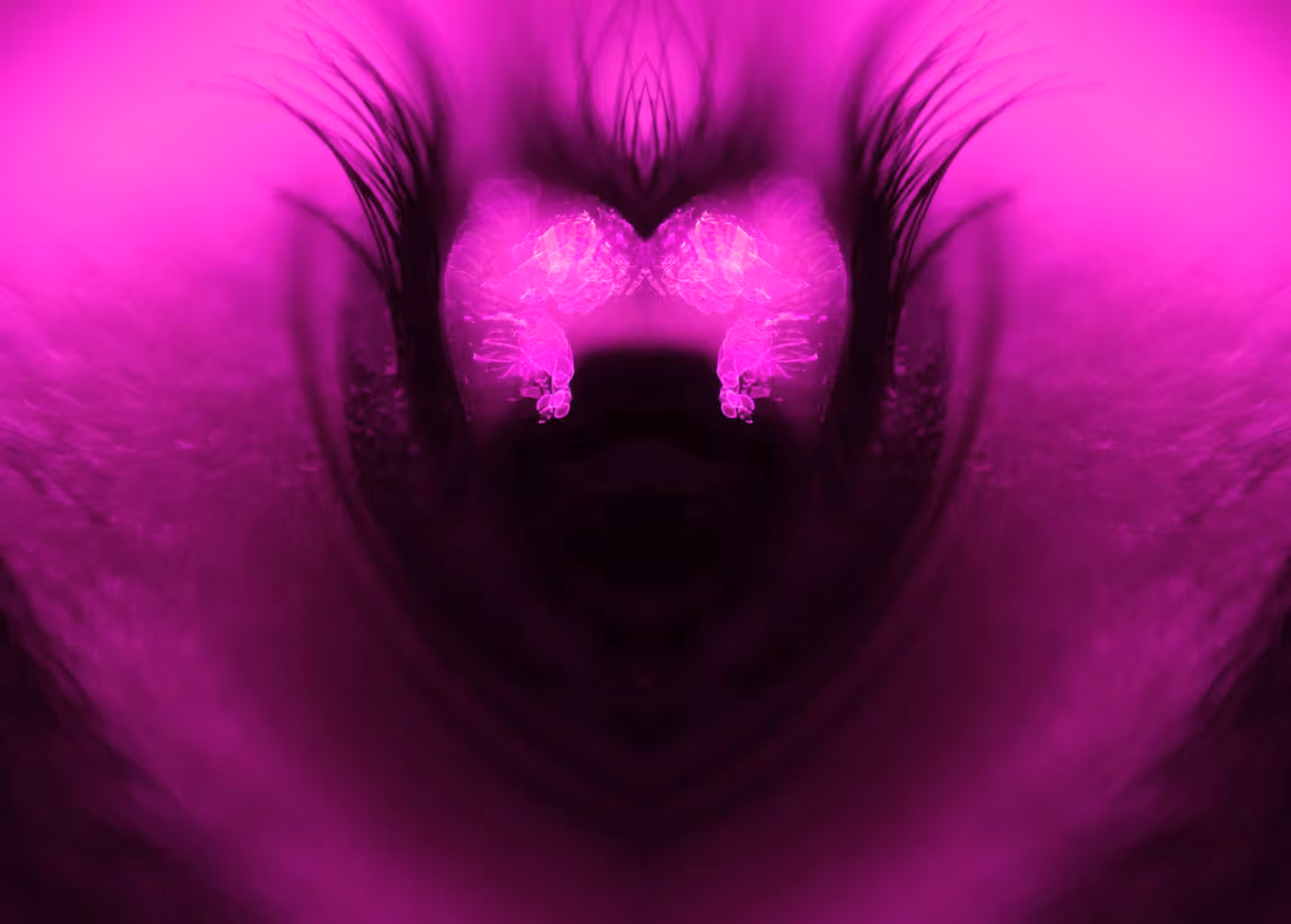 imagination within limits