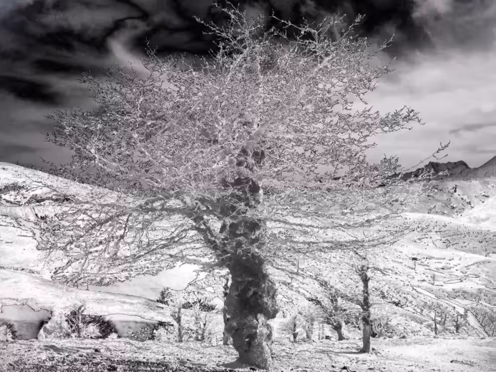 The Leafless Tree