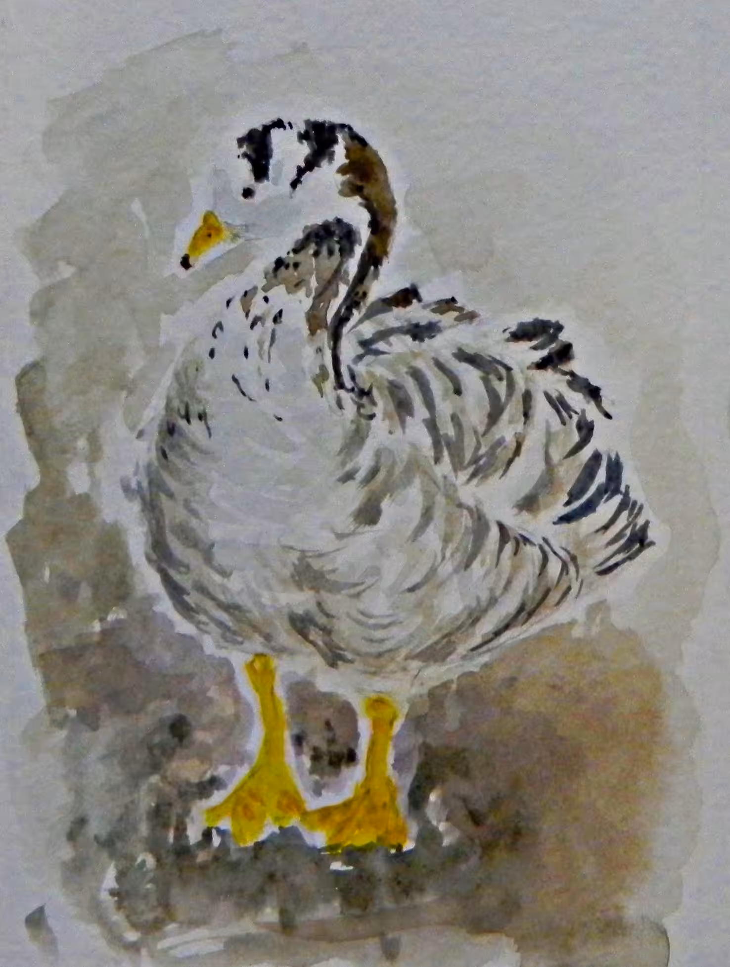 Duck