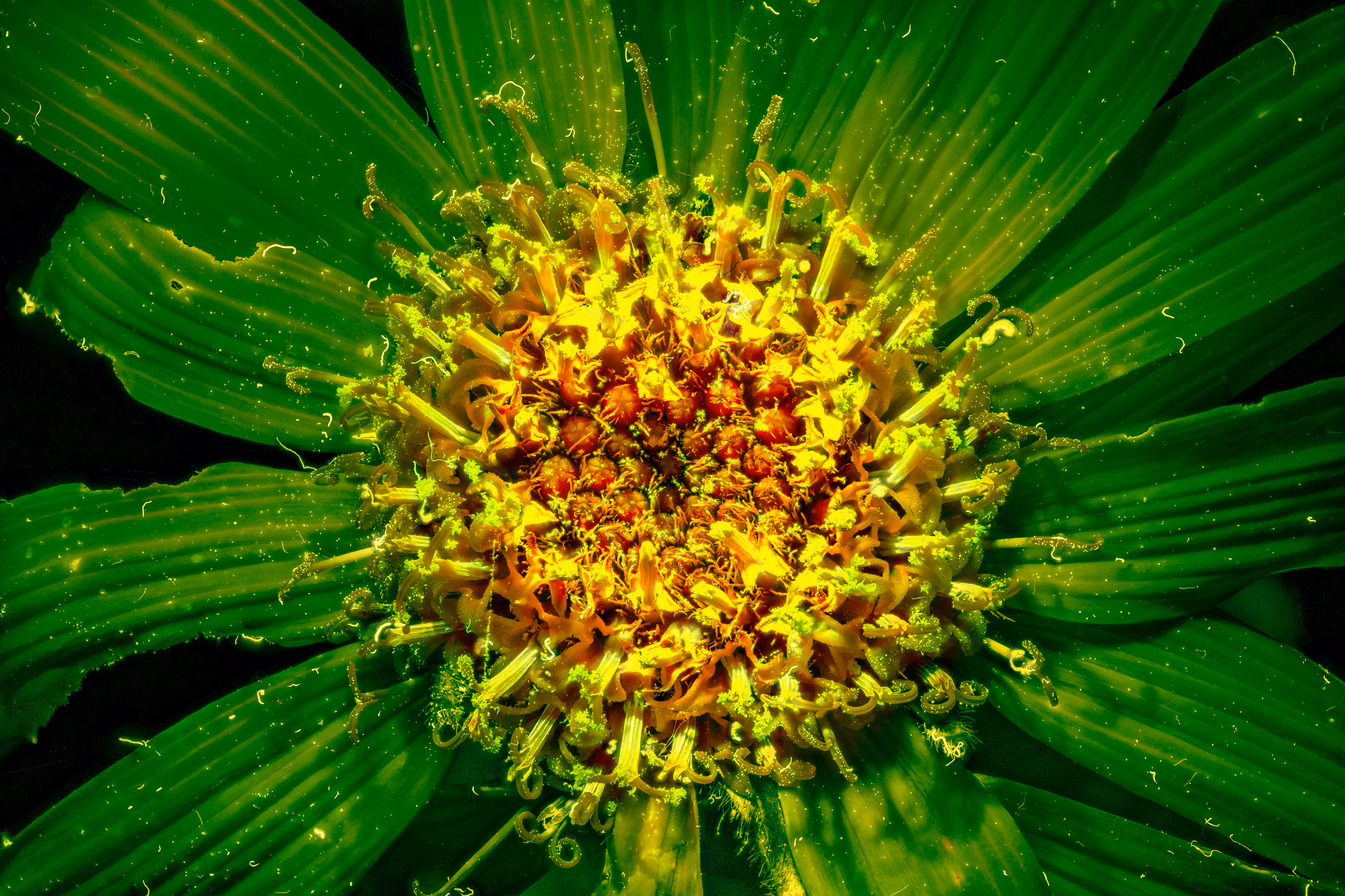 One Day One Flower: 14/04 • 2022