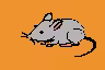Rats #6