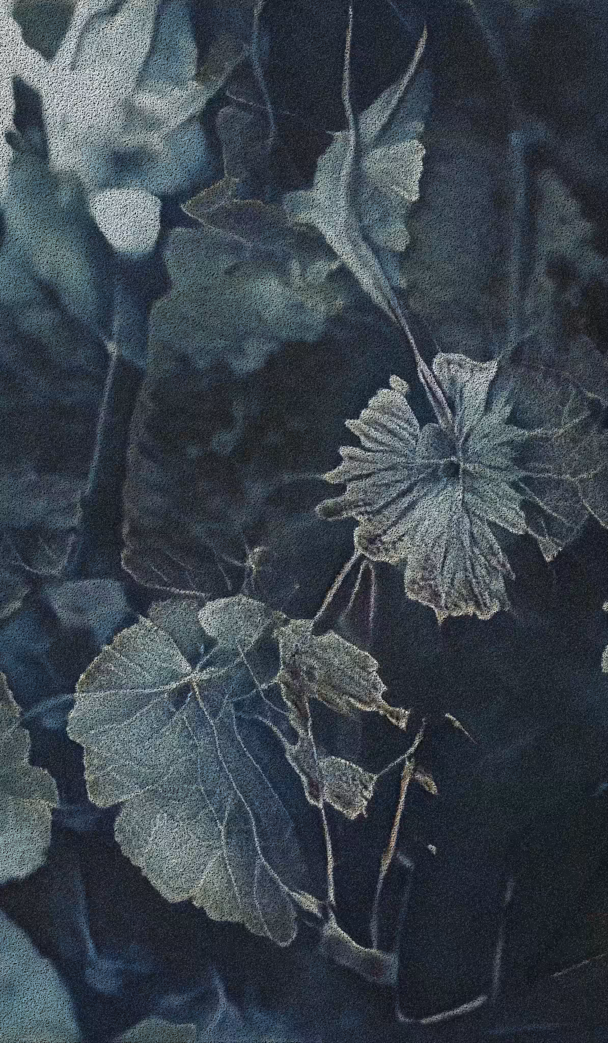 APPARATUS-VITIS: Apparatus Vitis #29