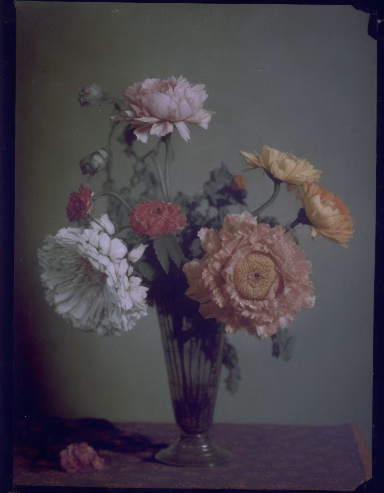 Ranunculus, Autochrome, 1925