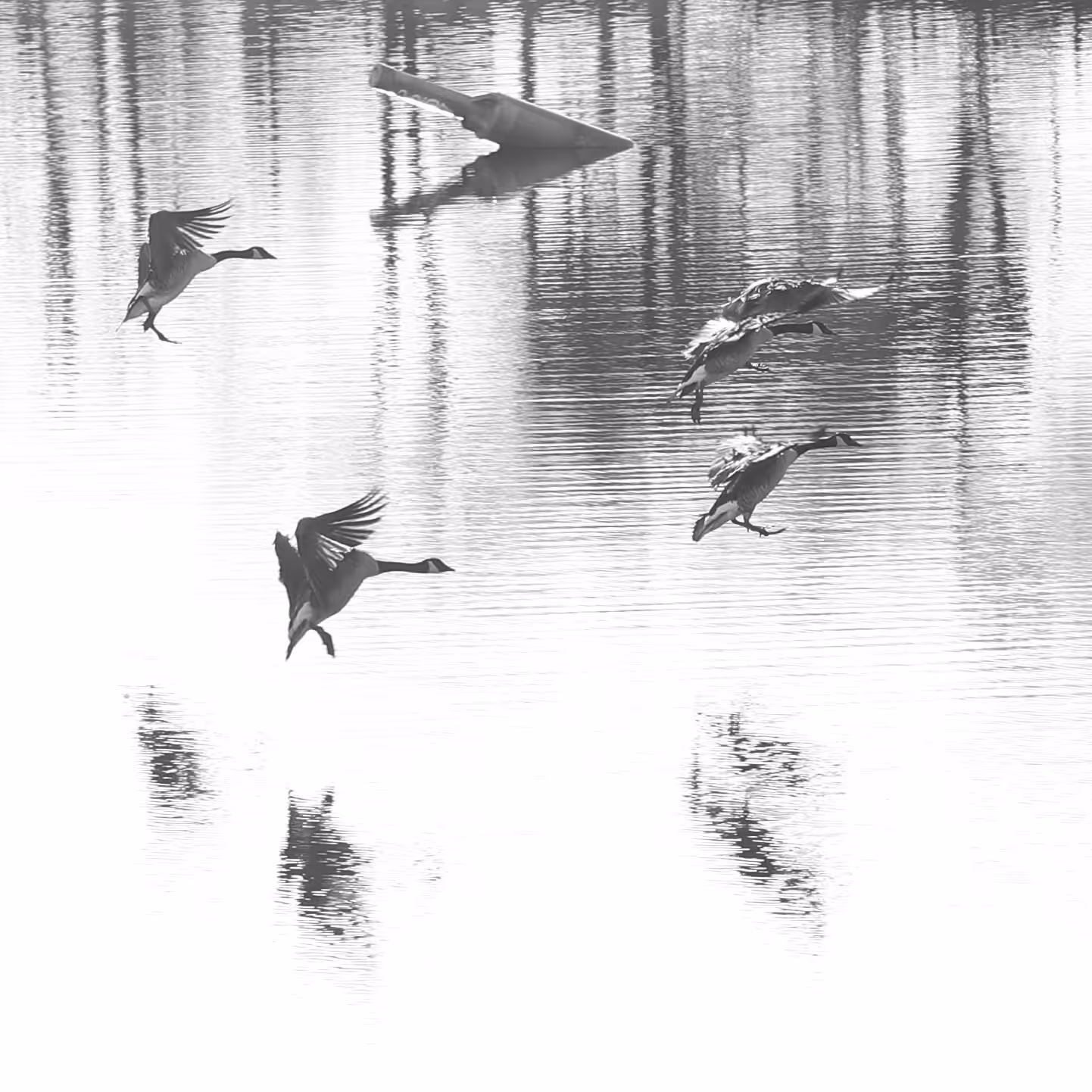 Goose & co