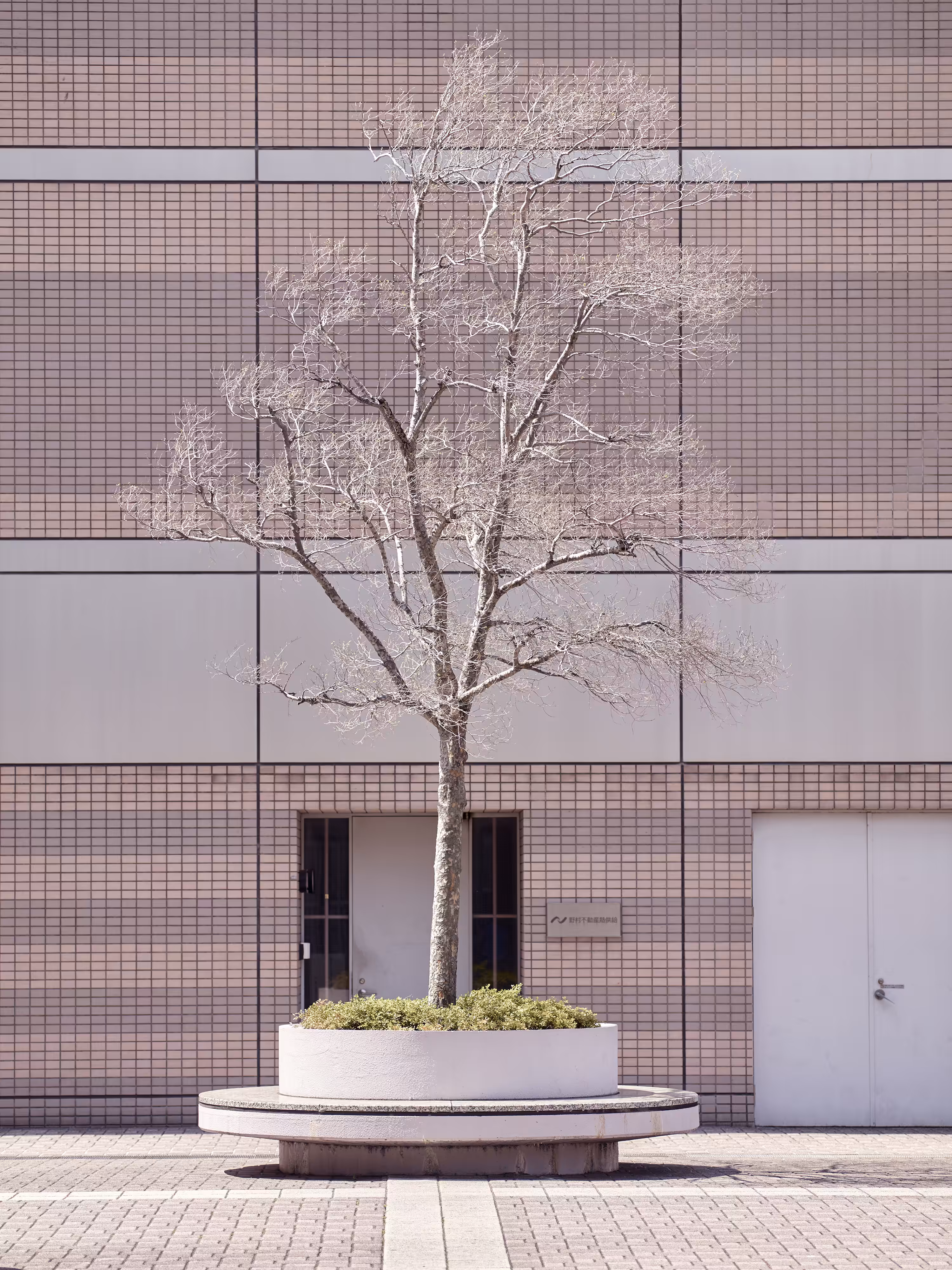 Pink tree