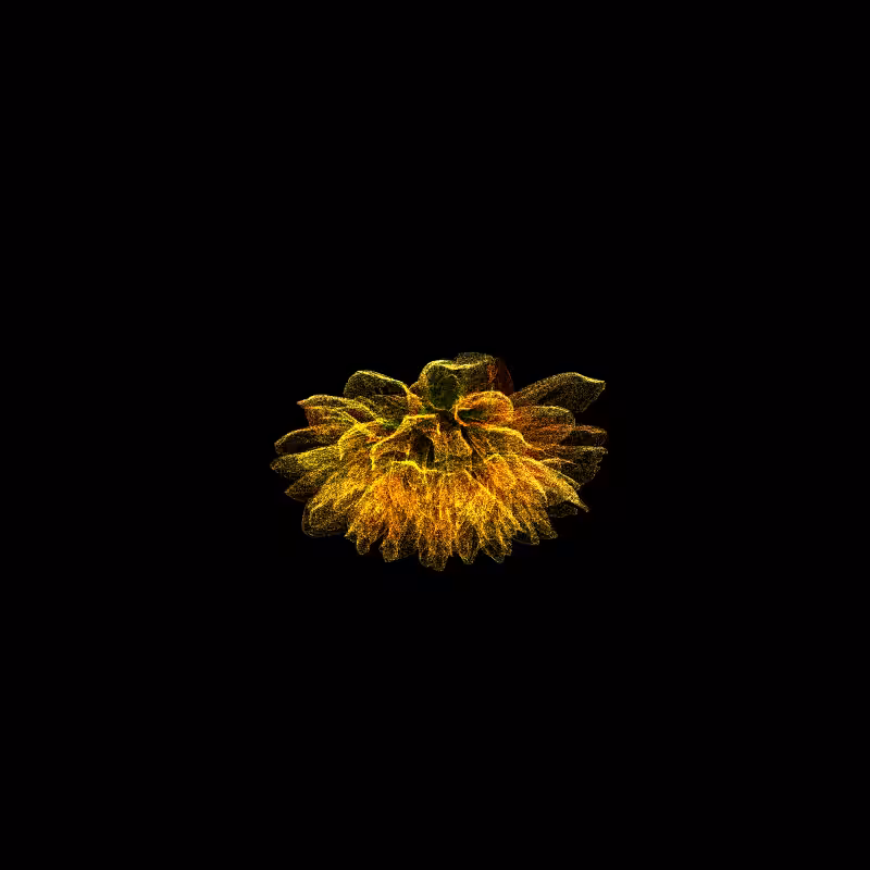 Dahlia Pinnata 30 #3