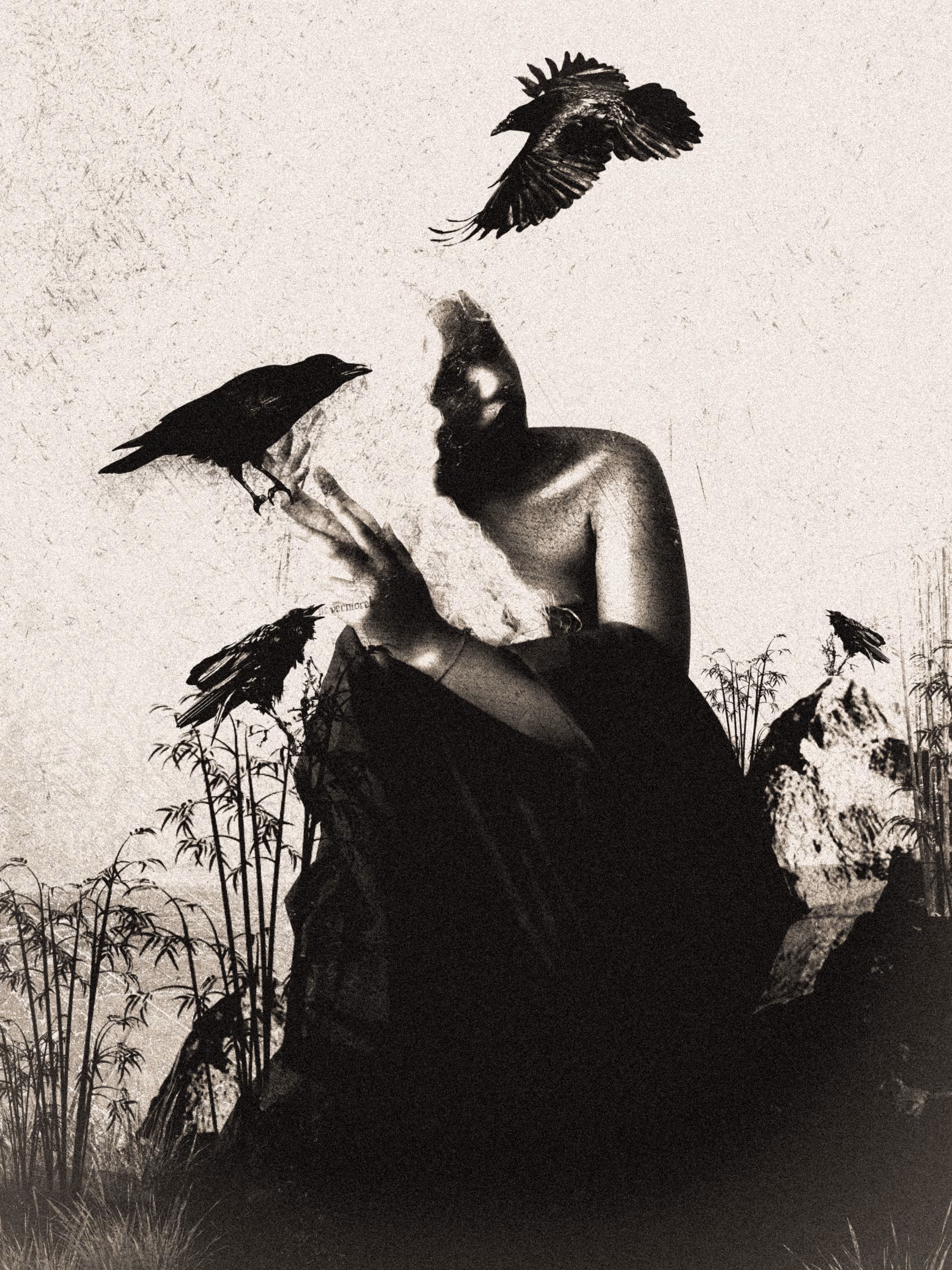 corvus corax