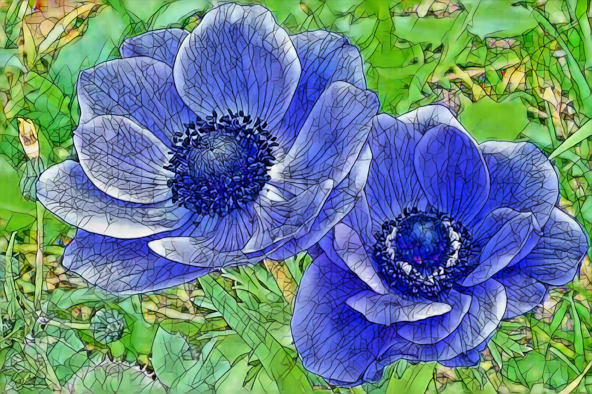 Blue Poppy
