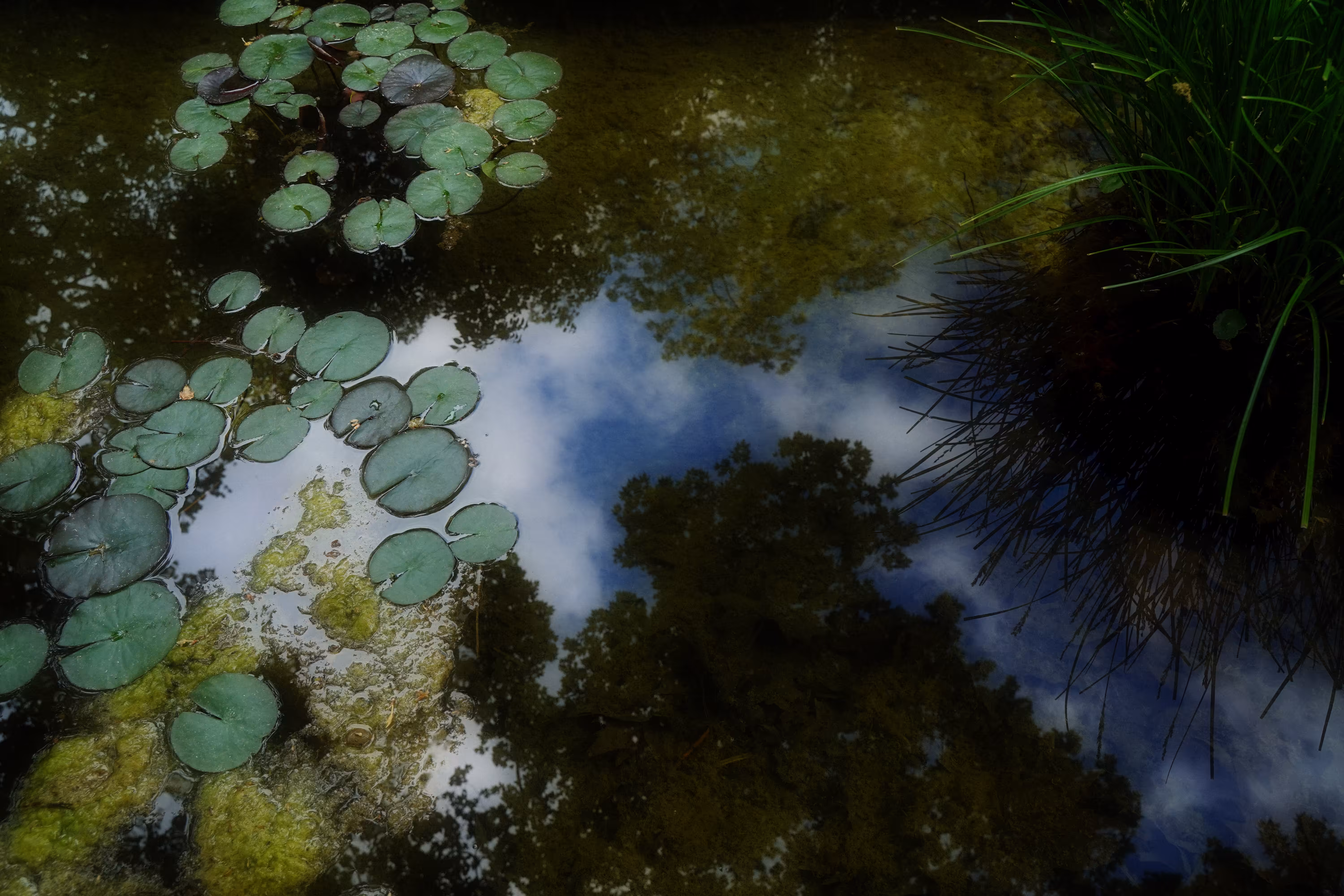 Mirror of nature