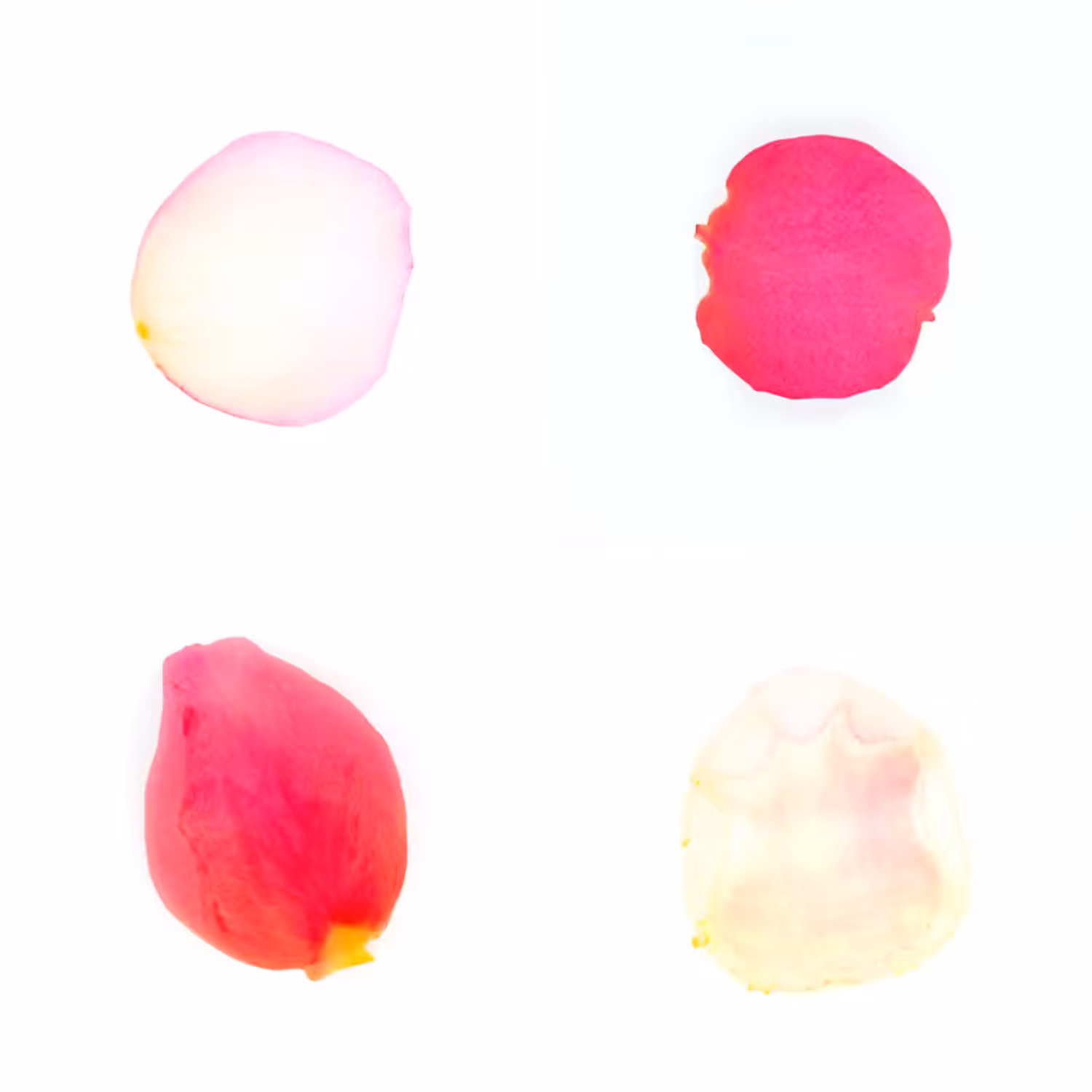 Infinite Petals 2x2#20272