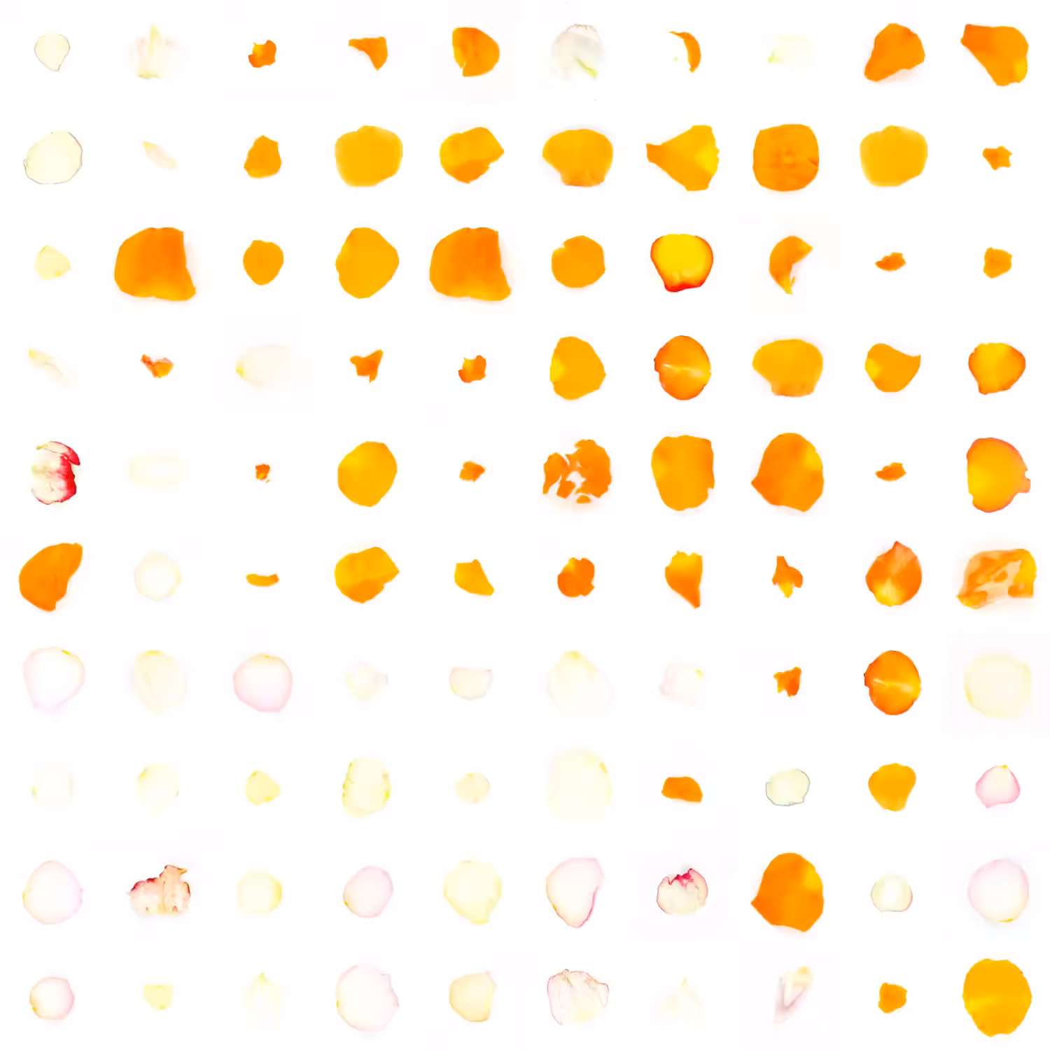 Infinite Petals 10x10#681865