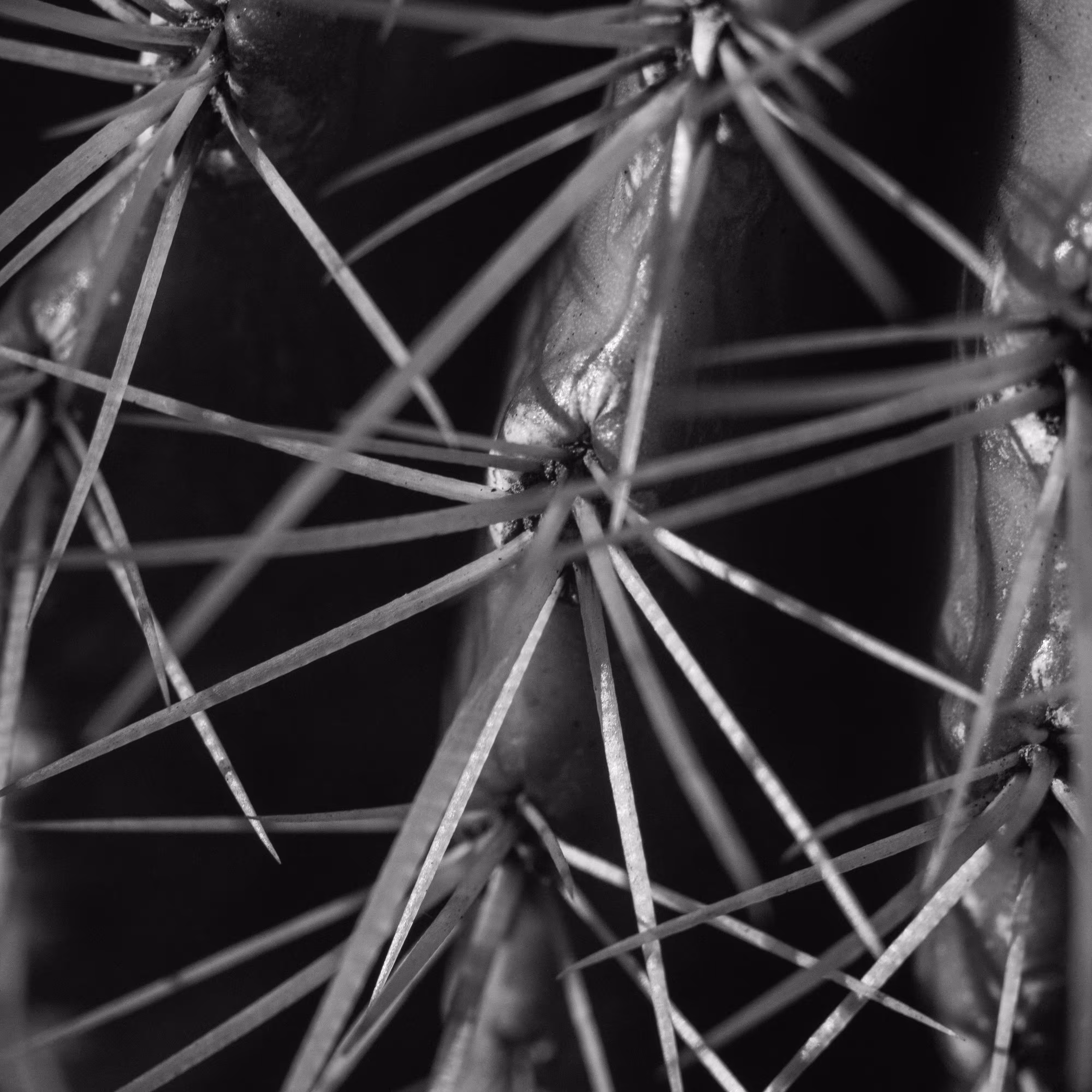 Cactus fence